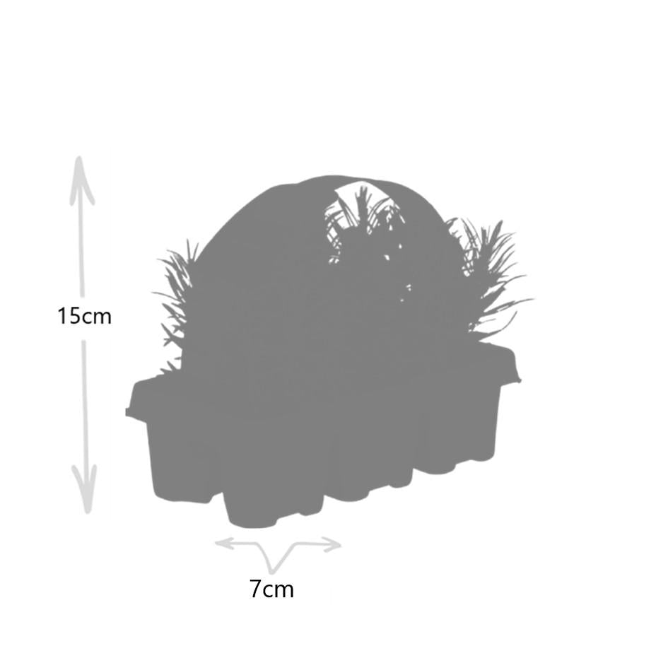 12x Lavendel angustifolia 15cm – Echter Lavendel, duftend | Pflanzfix24.de - Pflanzfix24.de