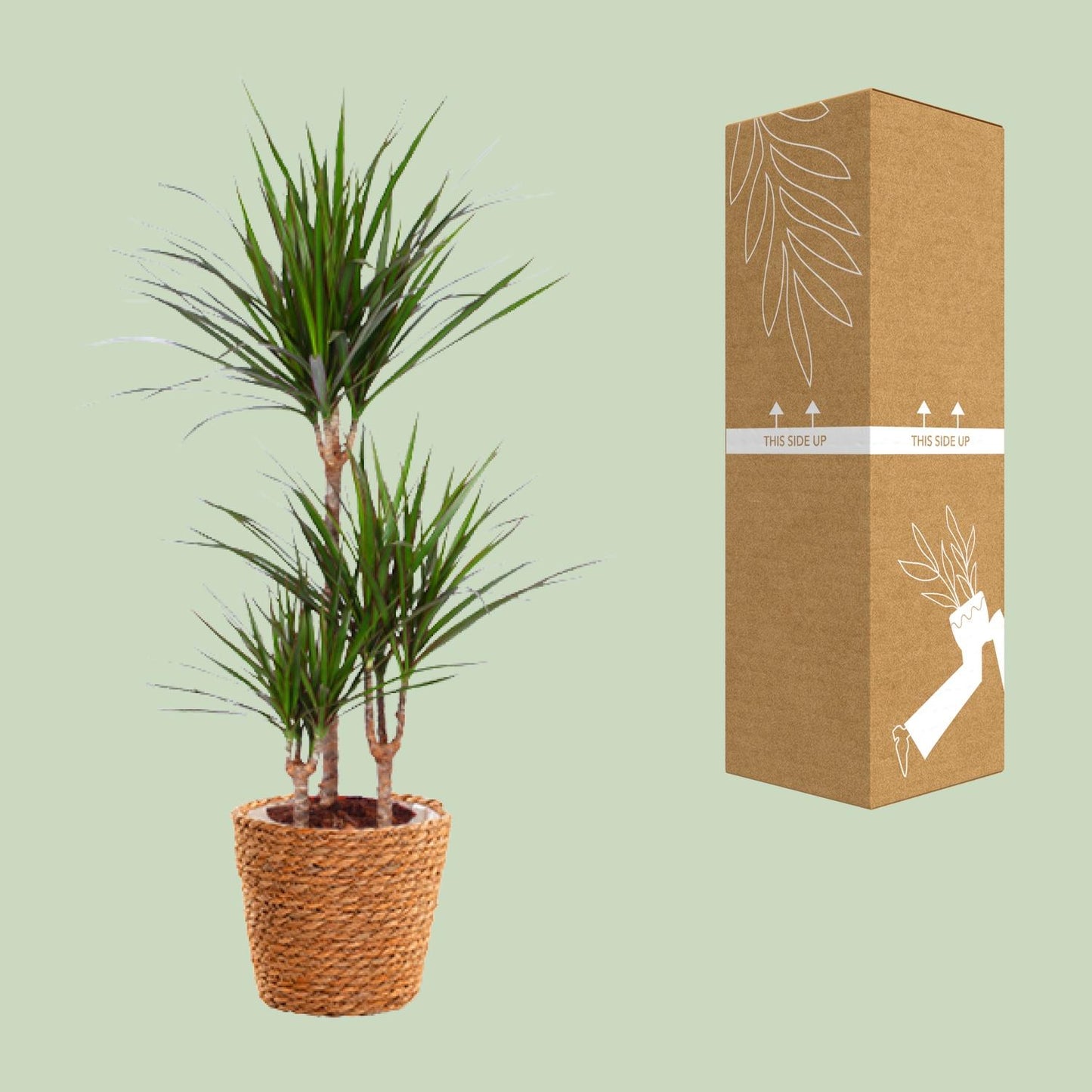 Dracaena Marginata - Ø21cm - ↕95cm - Pflanzfix24.de - Pflanzfix24.de