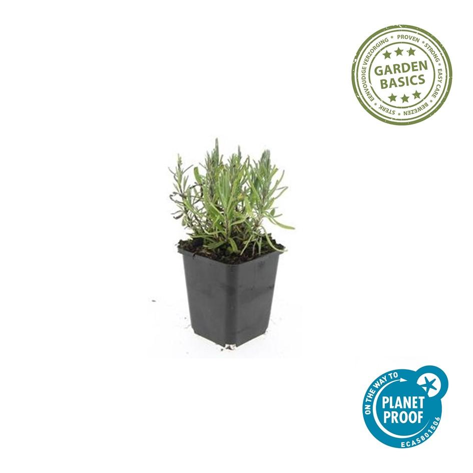 12x Lavandula 'Munstead' Ø9cm | Pflegeleichter Lavendel – Pflanzfix24.de - Pflanzfix24.de