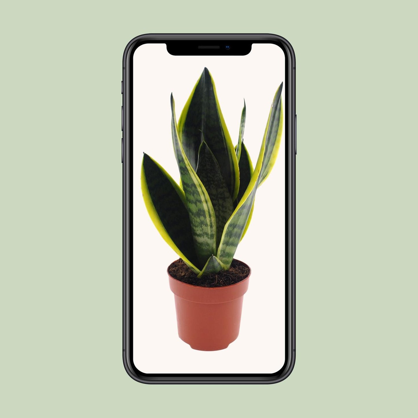 Sansevieria Futura Superba Ø12cm – 30cm hoch | Pflanzfix24.de - Pflanzfix24.de