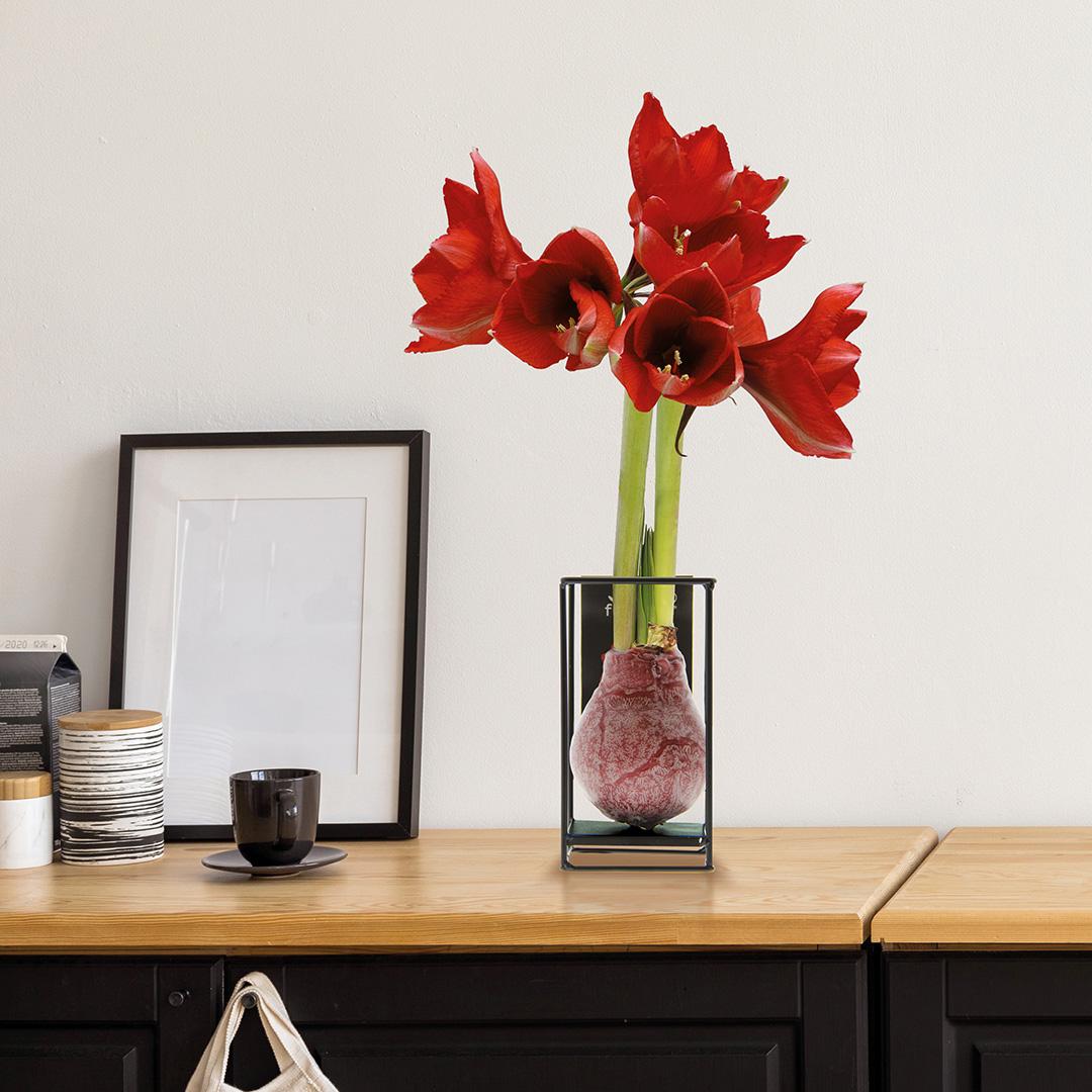 No Water Flowers® (wax amaryllis) | Formz Industrial Mix (3 pack) + Red flower - Pflanzfix24