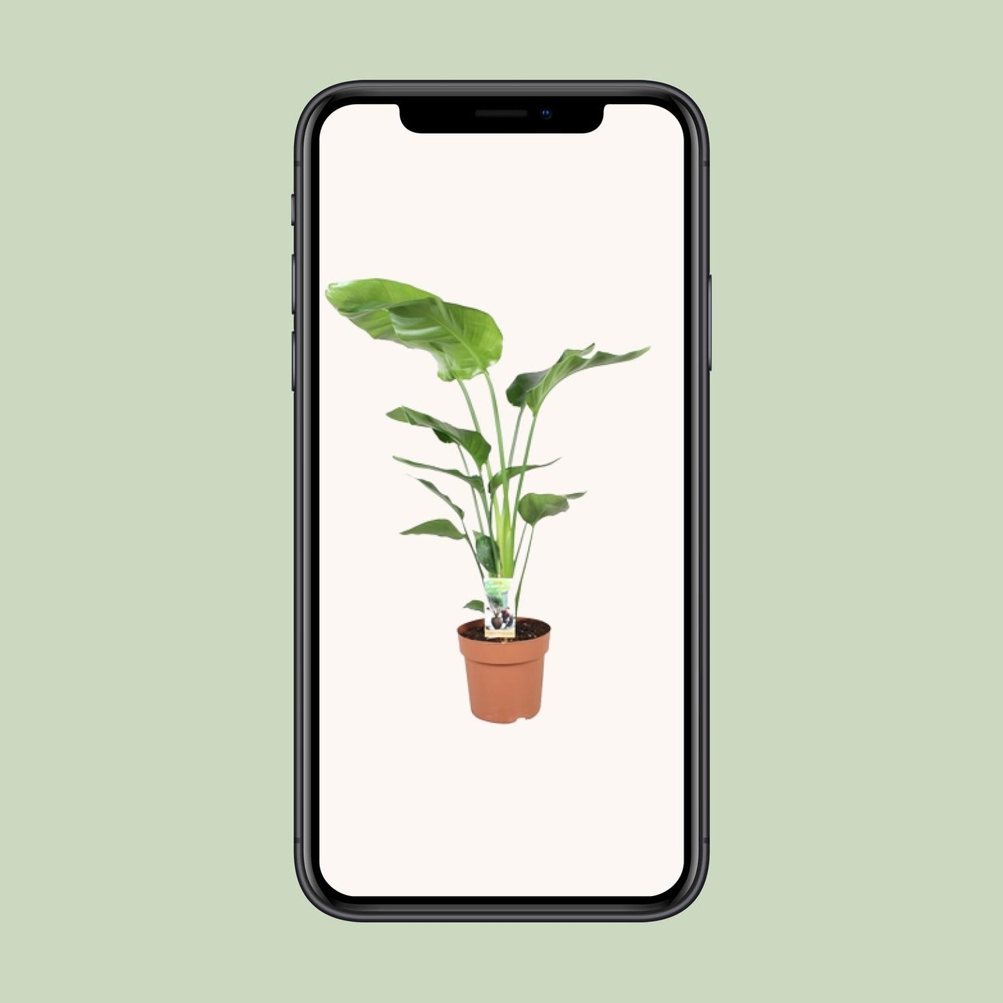Strelitzia Nicolai 90 cm - Paradiesvogelblume Ø21 cm | Pflanzfix24.de - Pflanzfix24.de