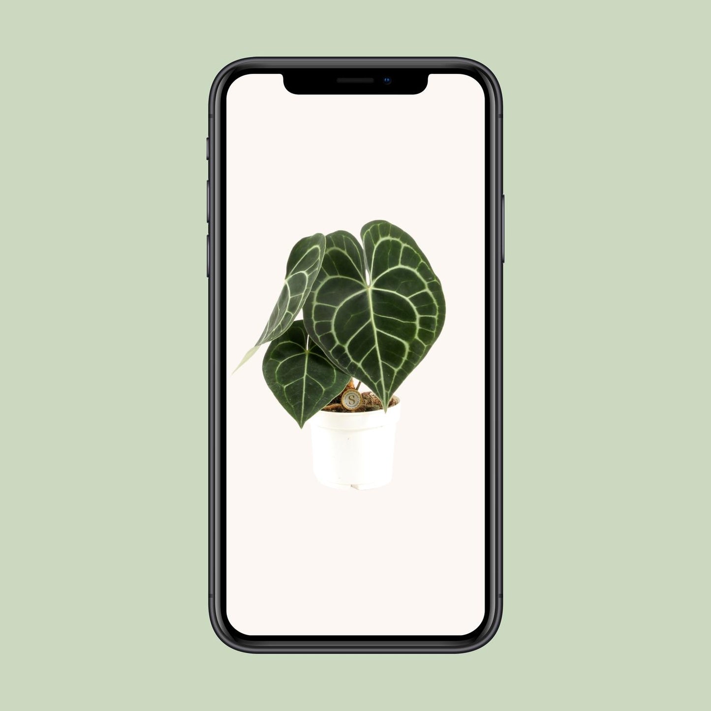 Anthurium Clarinervium - Ø12cm - ↕30cm by Pflanzfix24