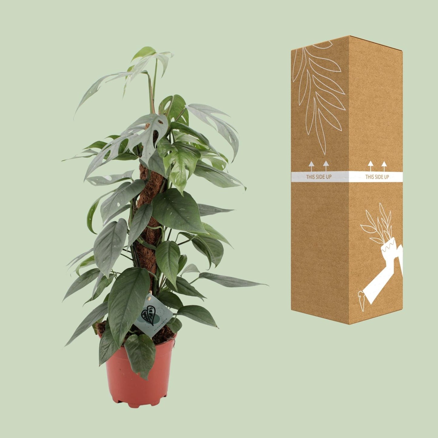 Epipremnum Pinnatum Cebu Blue - Ø17cm - ↕60cm - Pflanzfix24.de - Pflanzfix24.de