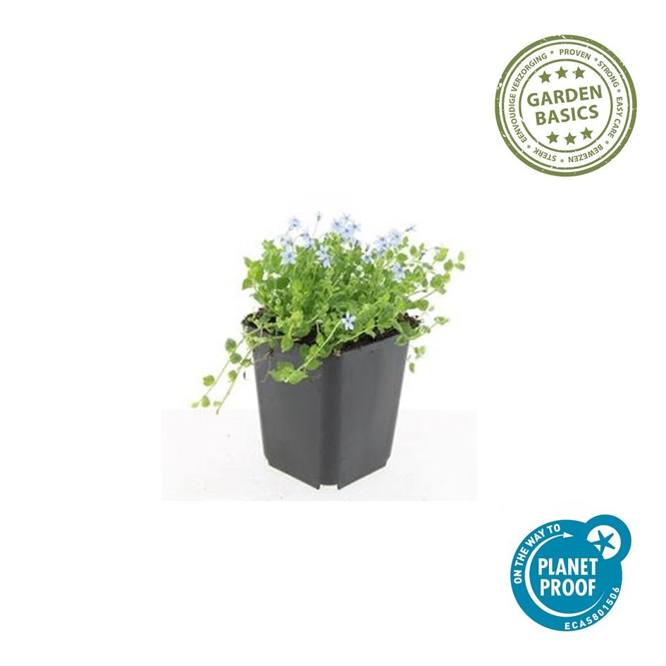 12x Isotoma fluviatilis 'Alba' – weißer Bodendecker | Pflanzfix24.de - Pflanzfix24.de