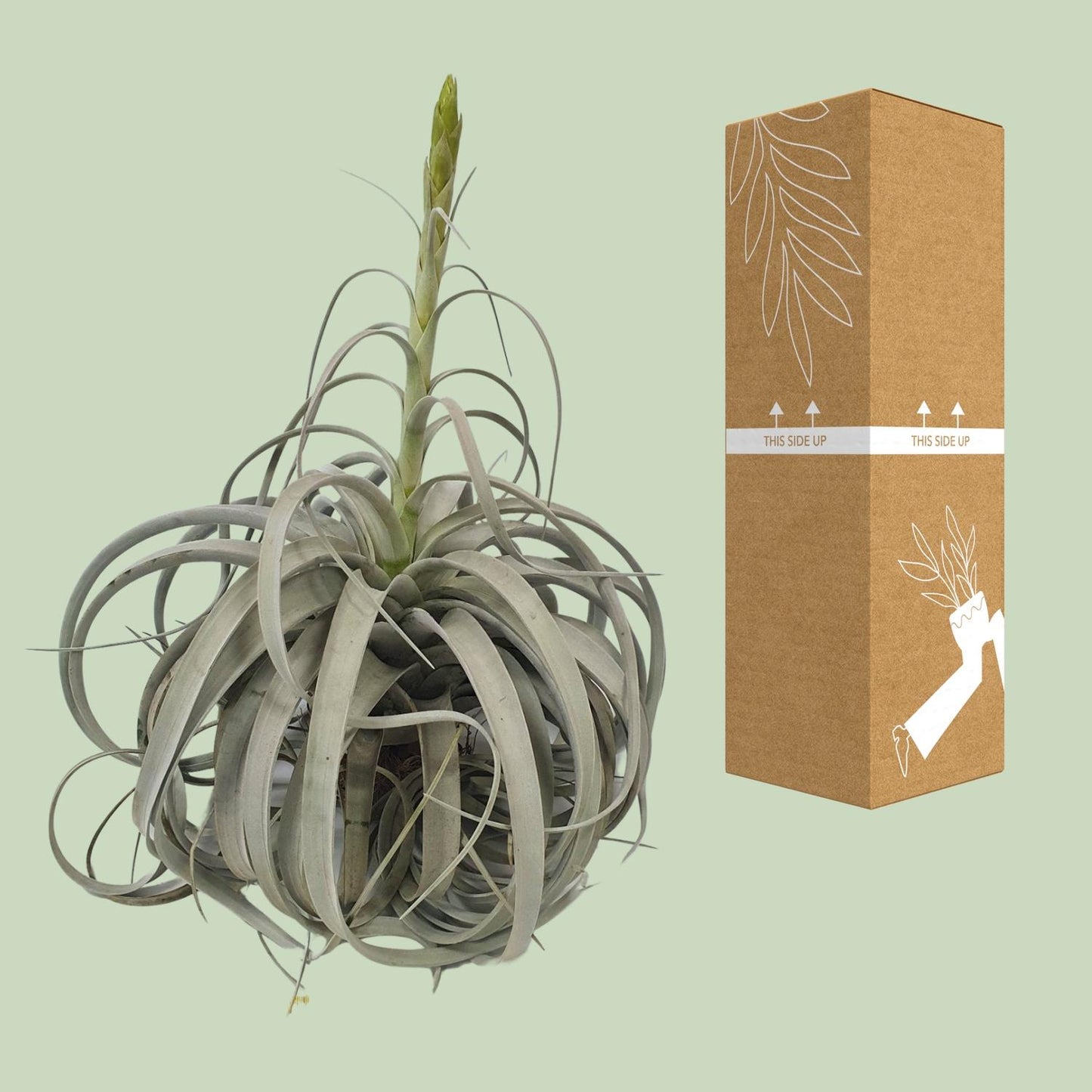 Tillandsia Xerographica Luftwurzelpflanze - Ø35cm - ↕50cm - Pflanzfix24