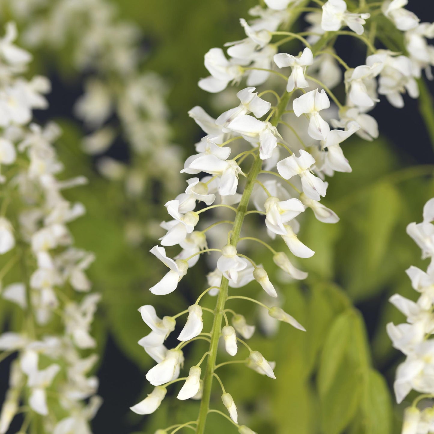 Pflanzfix24.de - Blauregen - Wisteria floribunda Alba - Blüte Weiß - 1 Pflanze - Topf 11cm Höhe 40cm - Pflanzfix24.de
