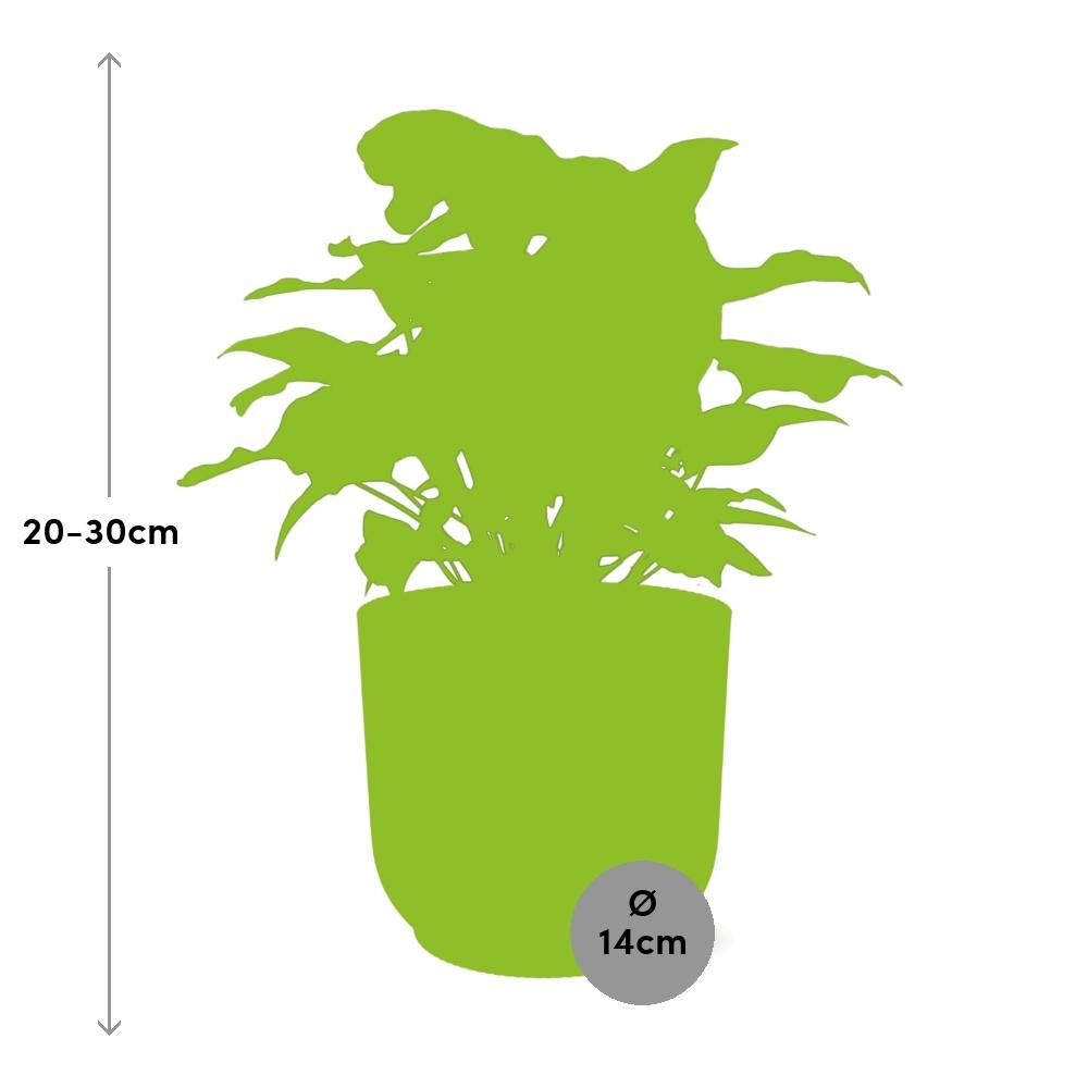 Syngonium Arrow in ELHO Vibes Fold 14cm geel - Pflanzfix24