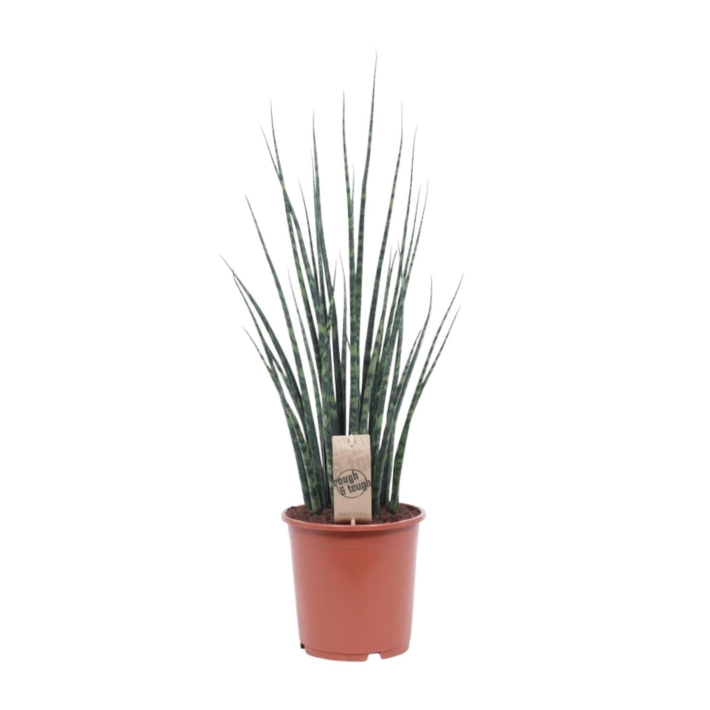 Sansevieria Fernwood Mikado Ø19cm – 80cm hoch | Pflanzfix24.de - Pflanzfix24.de