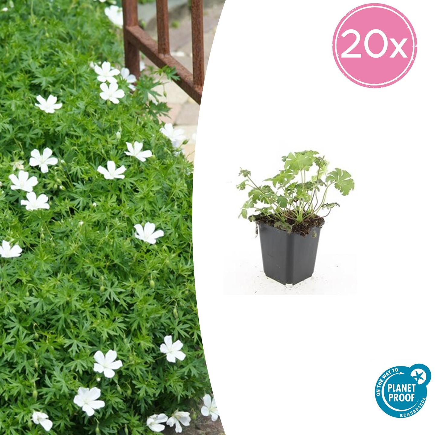 Geranium sang. 'Album' - 10-25cm - Ø9cm - Pflanzfix24