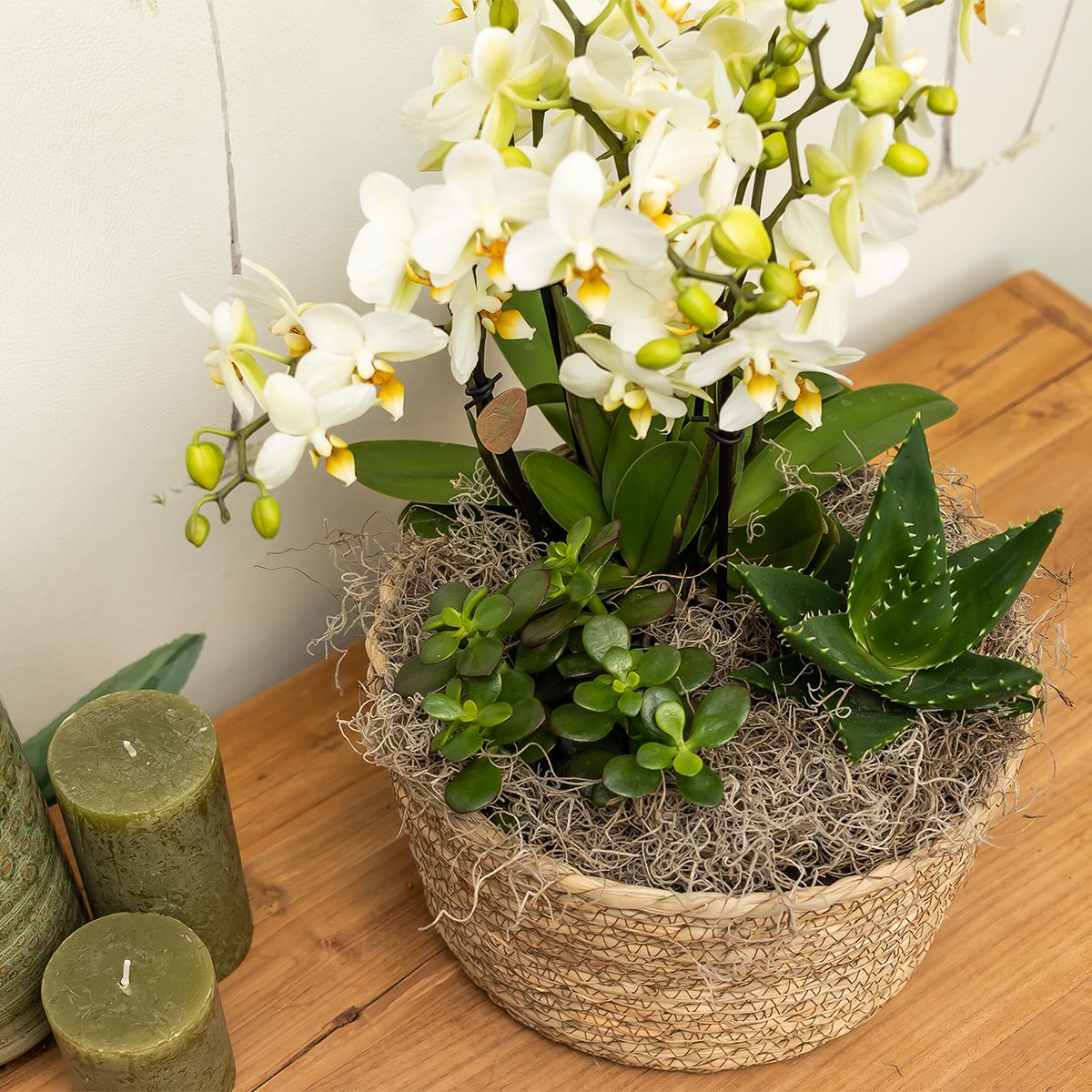 Reed Basket Blumenschale Ø30cm – Kolibri Home | Pflanzfix24.de - Pflanzfix24.de