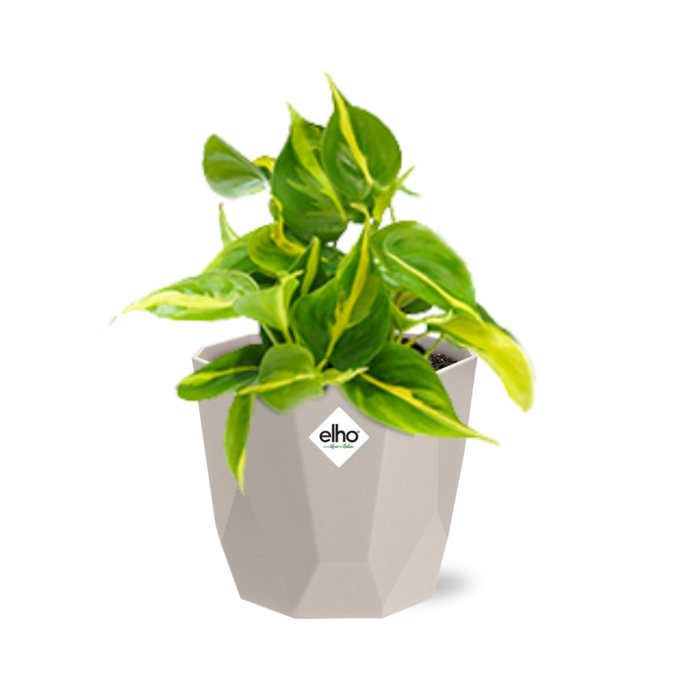 Philodendron Scandens ‘Brasil’ in ELHO b.for rock 14 cm warm grey - Pflanzfix24