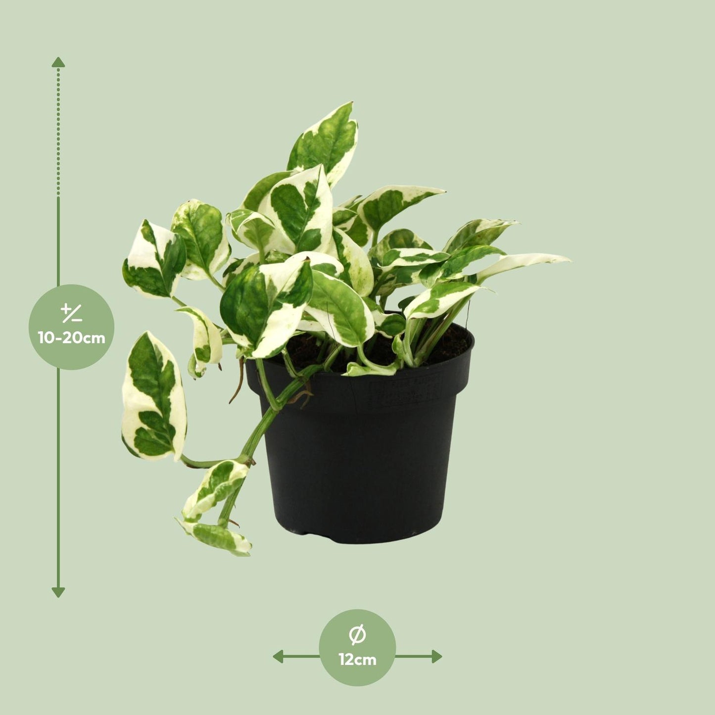 Scindapsus N’Joy 15cm – Ø12cm Topf – Pflanzfix24