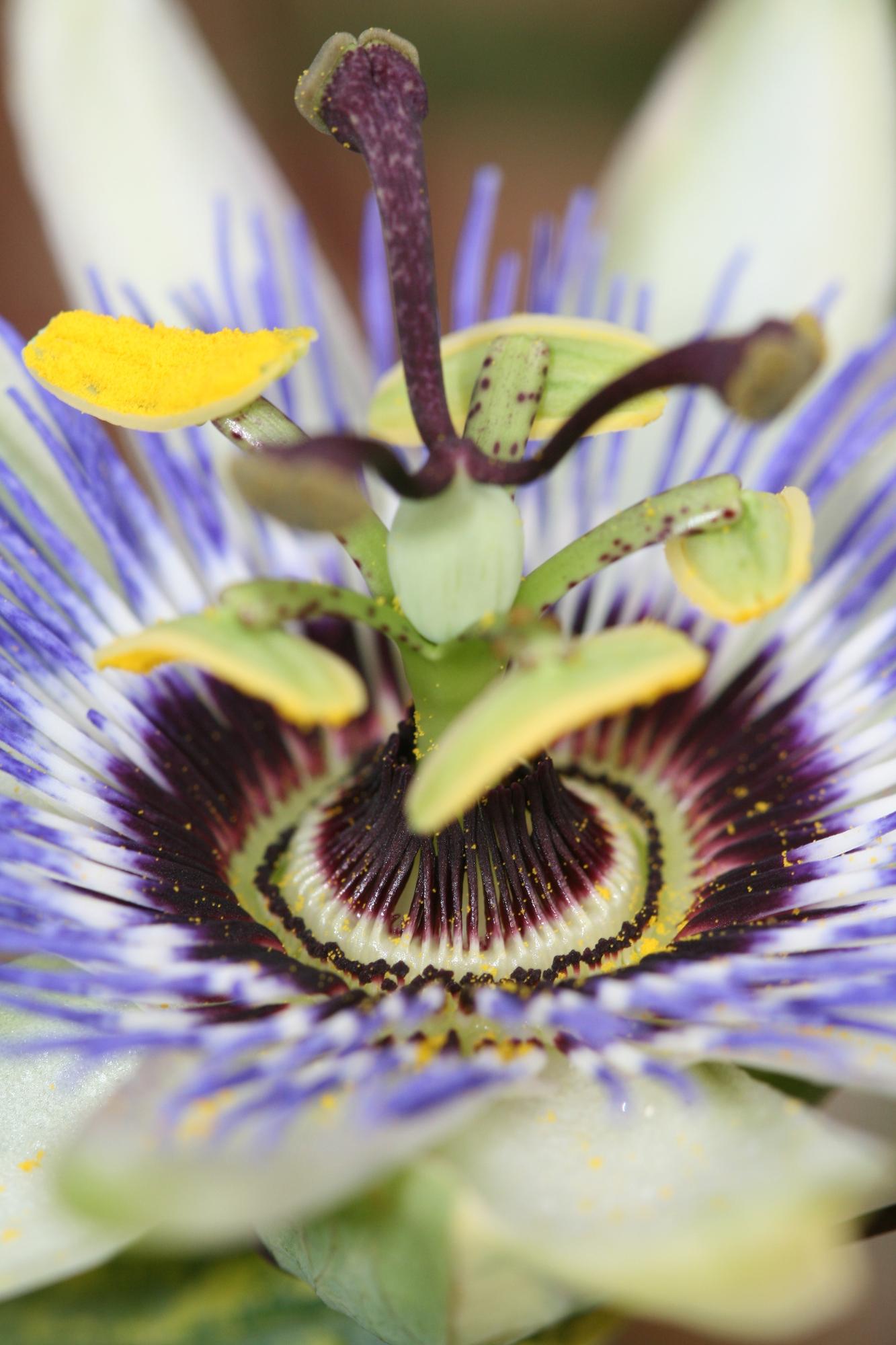 Passiflora caerulea Blau Ø15cm – Winterharte Kletterpflanze | Pflanzfix24.de - Pflanzfix24.de