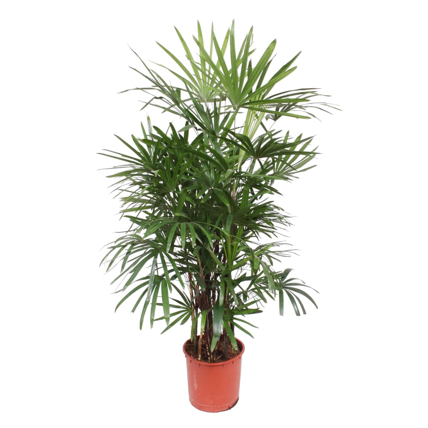 Rhapis Excelsa Damenpalme 190 cm Ø34 – Pflanzfix24