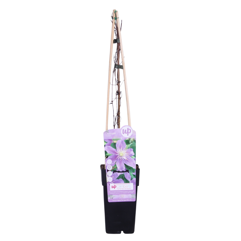Clematis Justa - Ø15cm - ↕65cm bei Pflanzfix24.de - Pflanzfix24.de