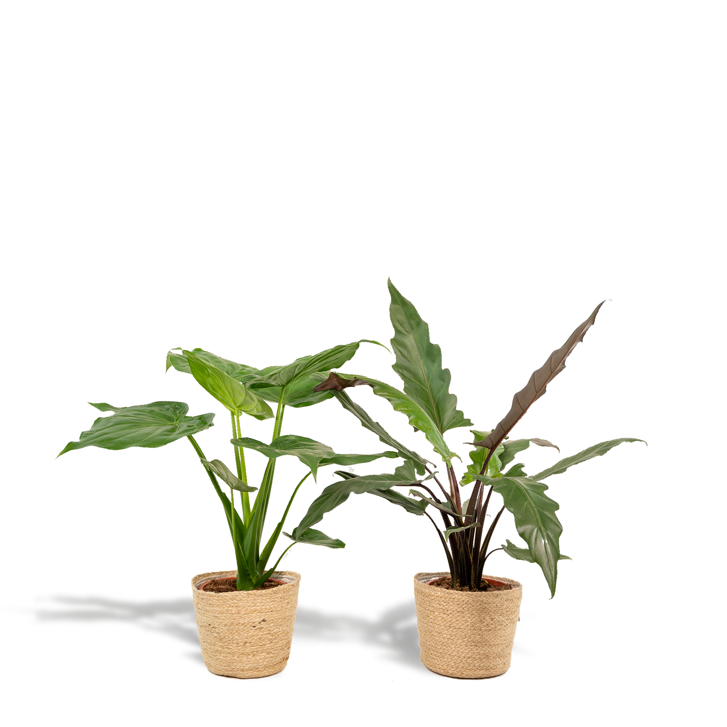 Alocasia Cucullata & Lauterbachiana Set + Korb - Pflanzfix24.de - Pflanzfix24.de