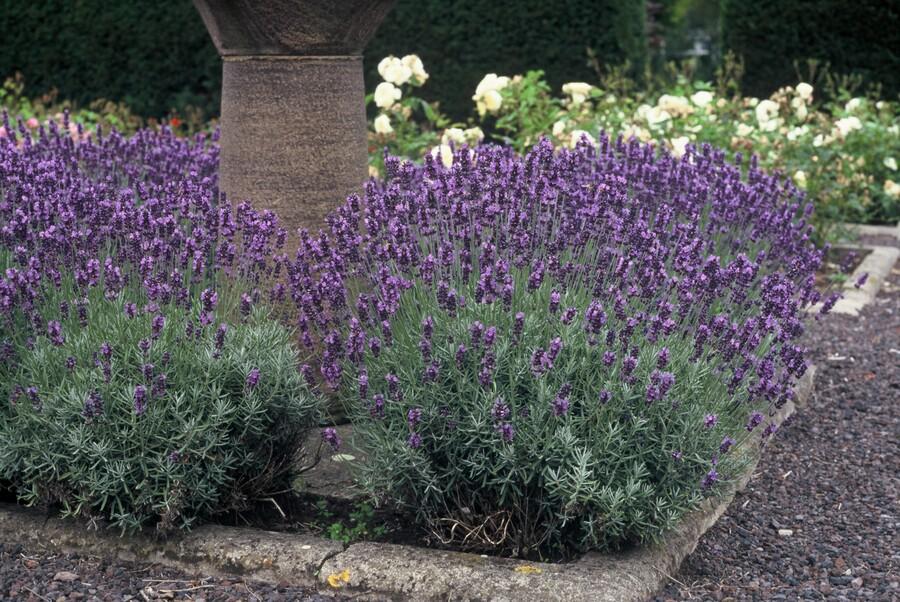 12x Lavandula 'Dwarf Blue' – Duft-Lavendel Set | Pflanzfix24