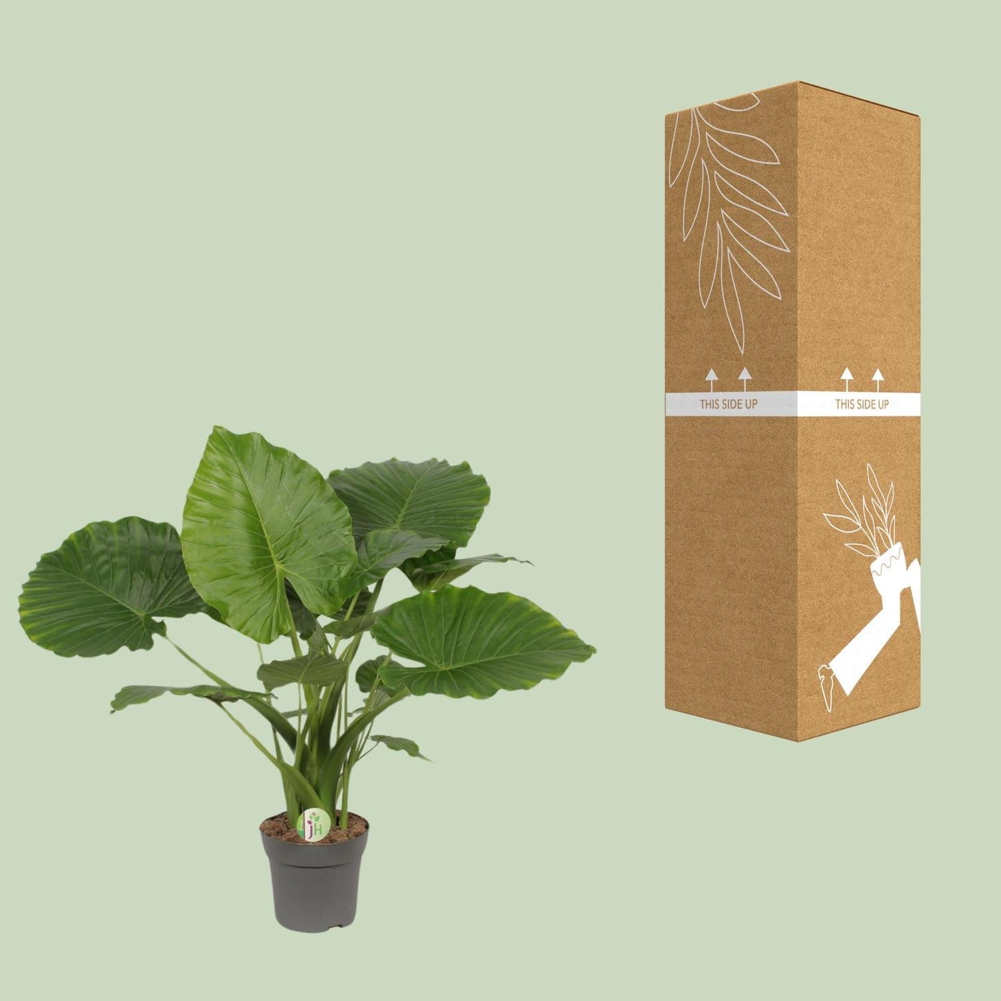 Alocasia Gageana California - Ø21cm - ↕80cm - Pflanzfix24.de - Pflanzfix24.de