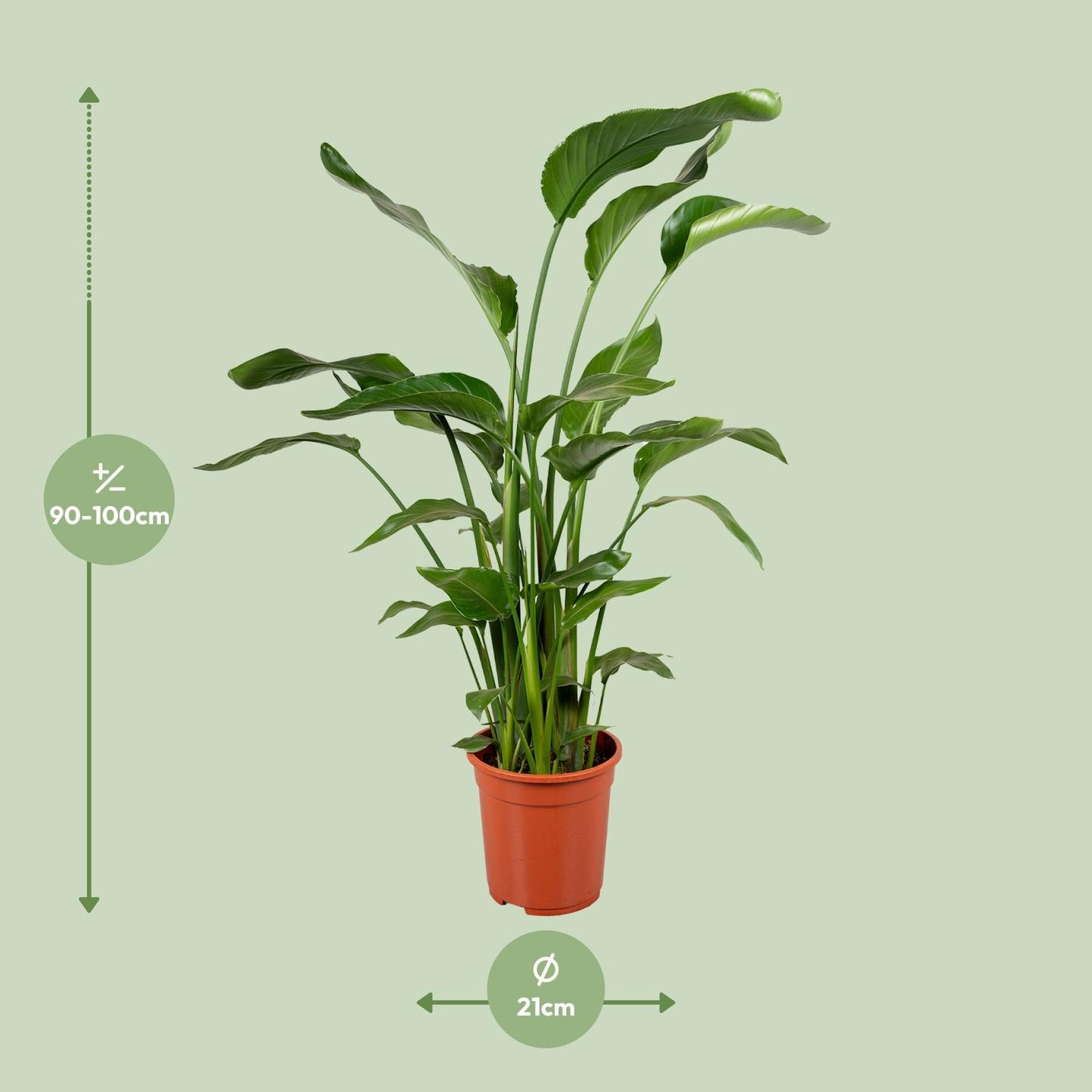 Strelitzia Nicolai 4 Stek 100-120cm - Pflanzfix24