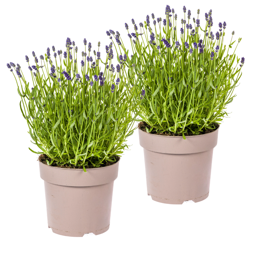 2x Lavandula angustifolia Ø19cm - ↕40 - 50cm - Pflanzfix24.de - Pflanzfix24.de