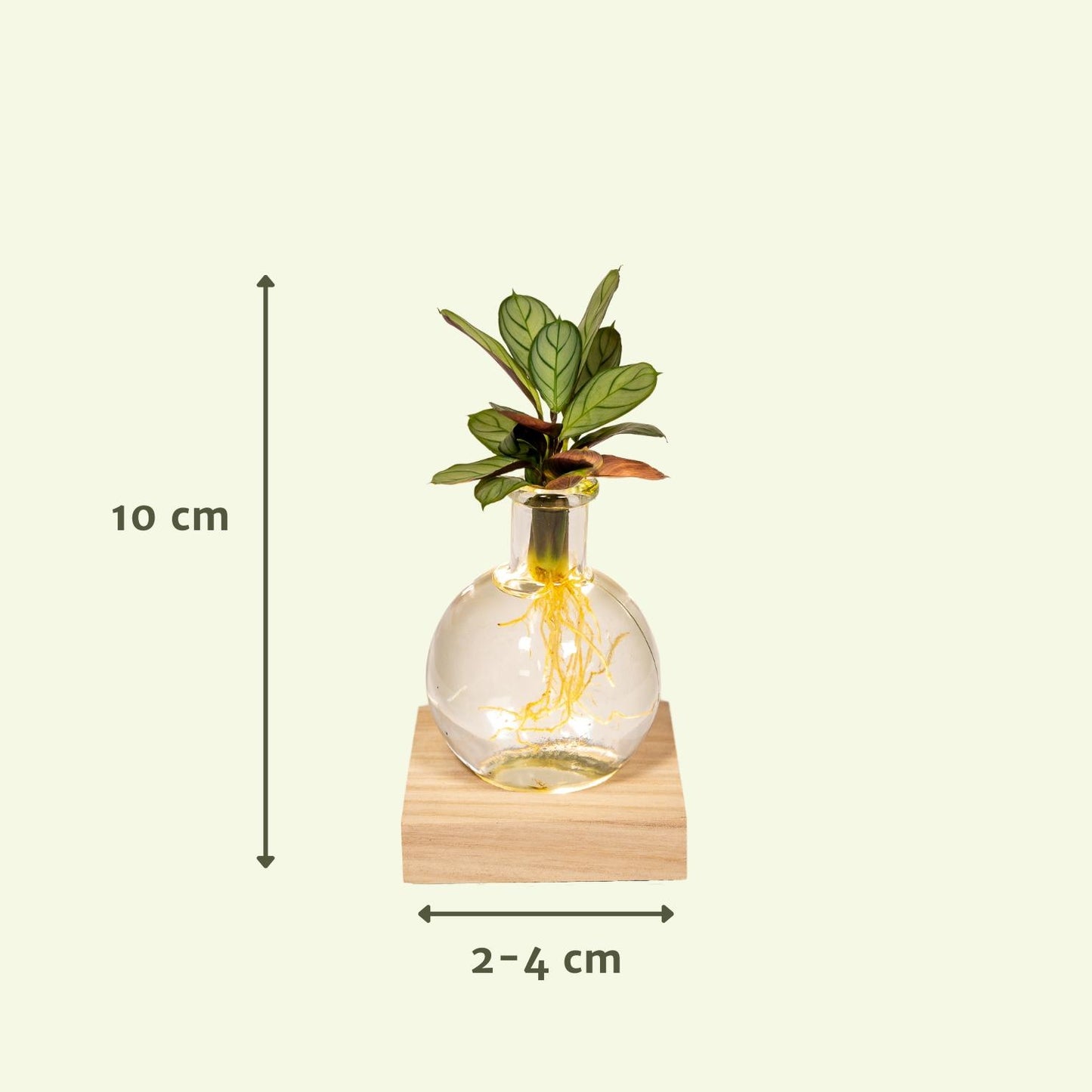 Calathea in Samoa Glas mit LED-Beleuchtung - Pflanzfix24.de - Pflanzfix24.de