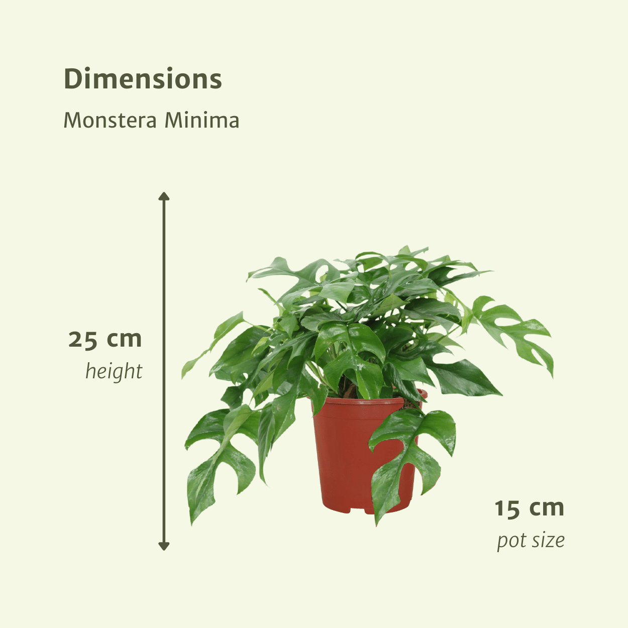 Monstera Minima 2er-Set Ø15cm – Lochpflanze | Pflanzfix24.de - Pflanzfix24.de