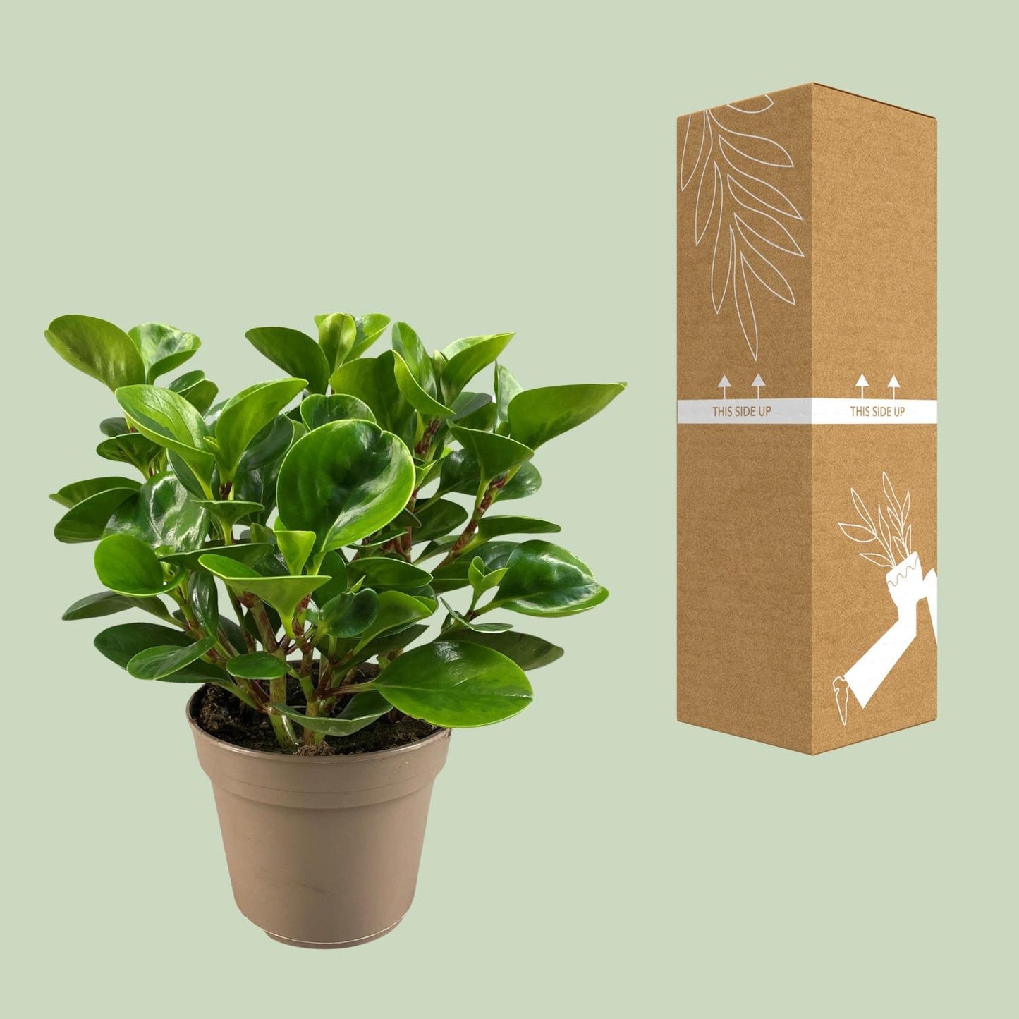 Peperomia Obtusifolia Lemon Lime - Pflanzfix24