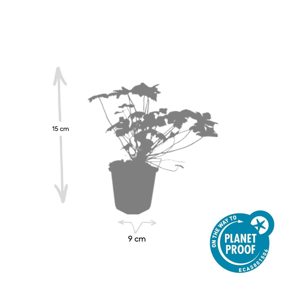 20x Geranium 'Tiny Monster' - Pflanzfix24.de - Höhe 10-25cm, Topfgröße Ø9cm - Pflanzfix24.de