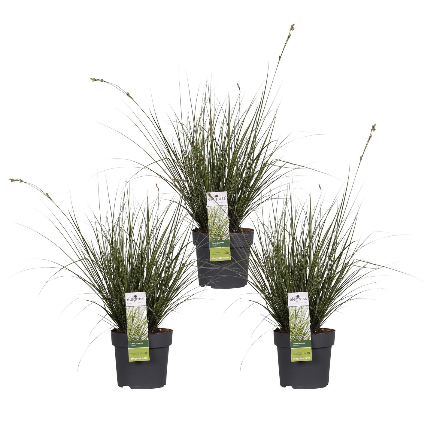 3x Carex brunnea 'Variegata' - 30cm - Ø14 - Pflanzfix24