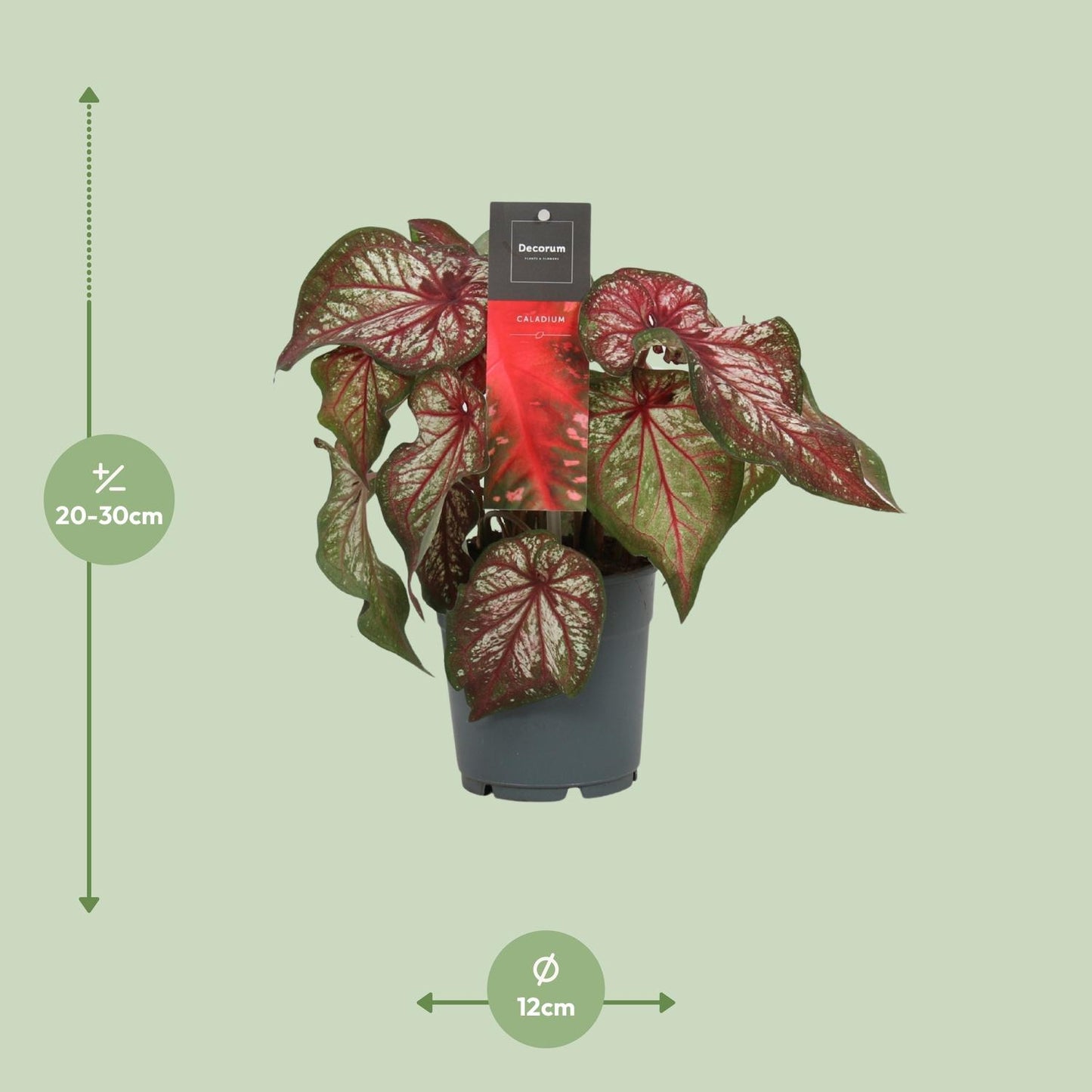 Caladium Bicolor - Engel Wings - Ø12cm - Pflanzfix24