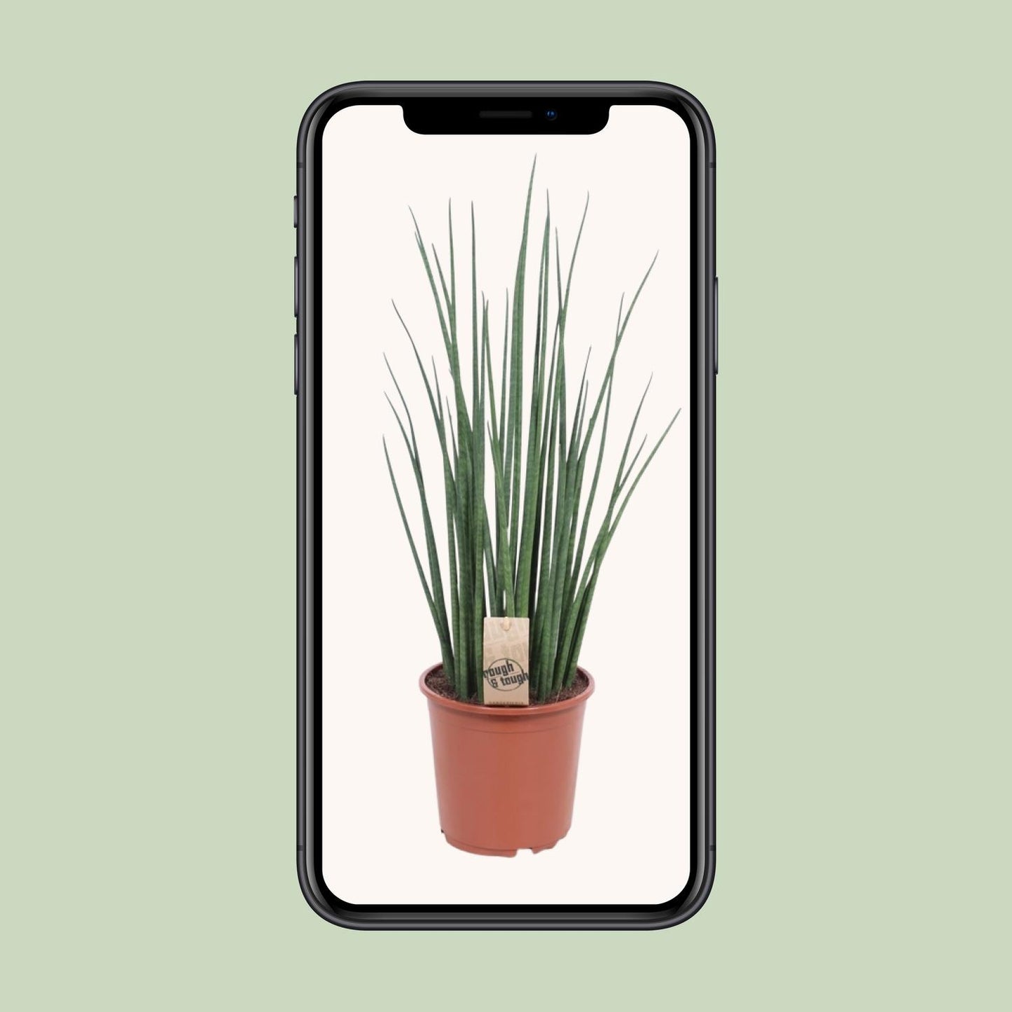 Sansevieria Mikado Ø19cm 70cm | Pflanzfix24.de - Pflanzfix24.de