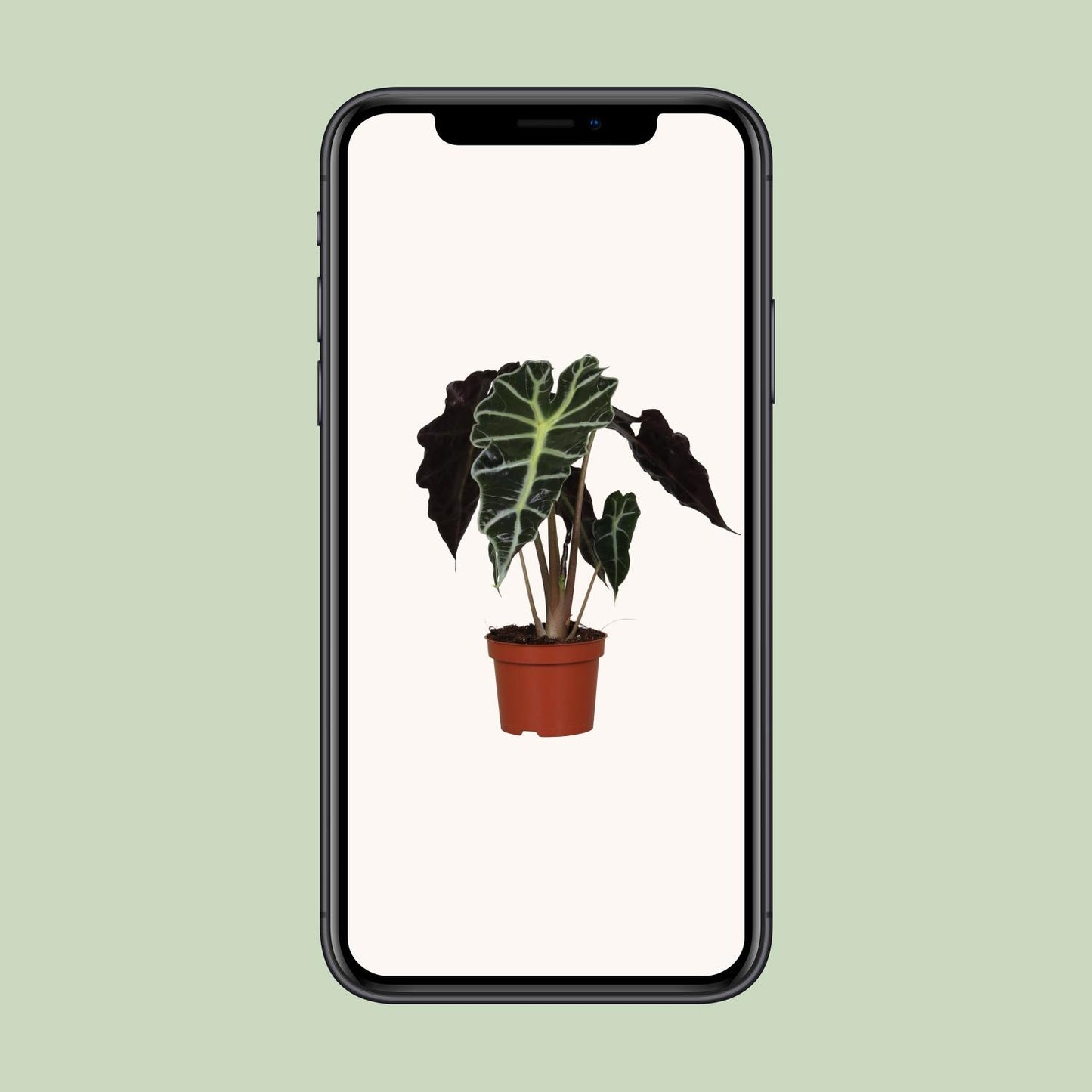 Alocasia Amazonica Polly - Ø12cm - ↕30cm bei Pflanzfix24.de - Pflanzfix24.de