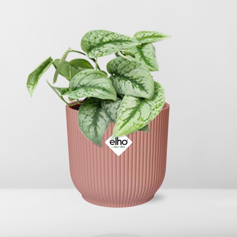 Scindapsus Pictus Trebie 14 cm ELHO Vibes roze | Pflanzfix24