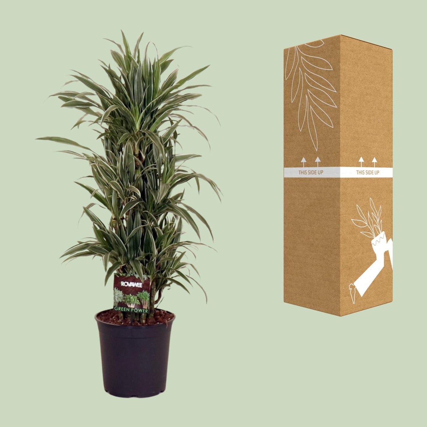 Dracaena Frag. Warneckei - Ø27cm - ↕110cm - Pflanzfix24