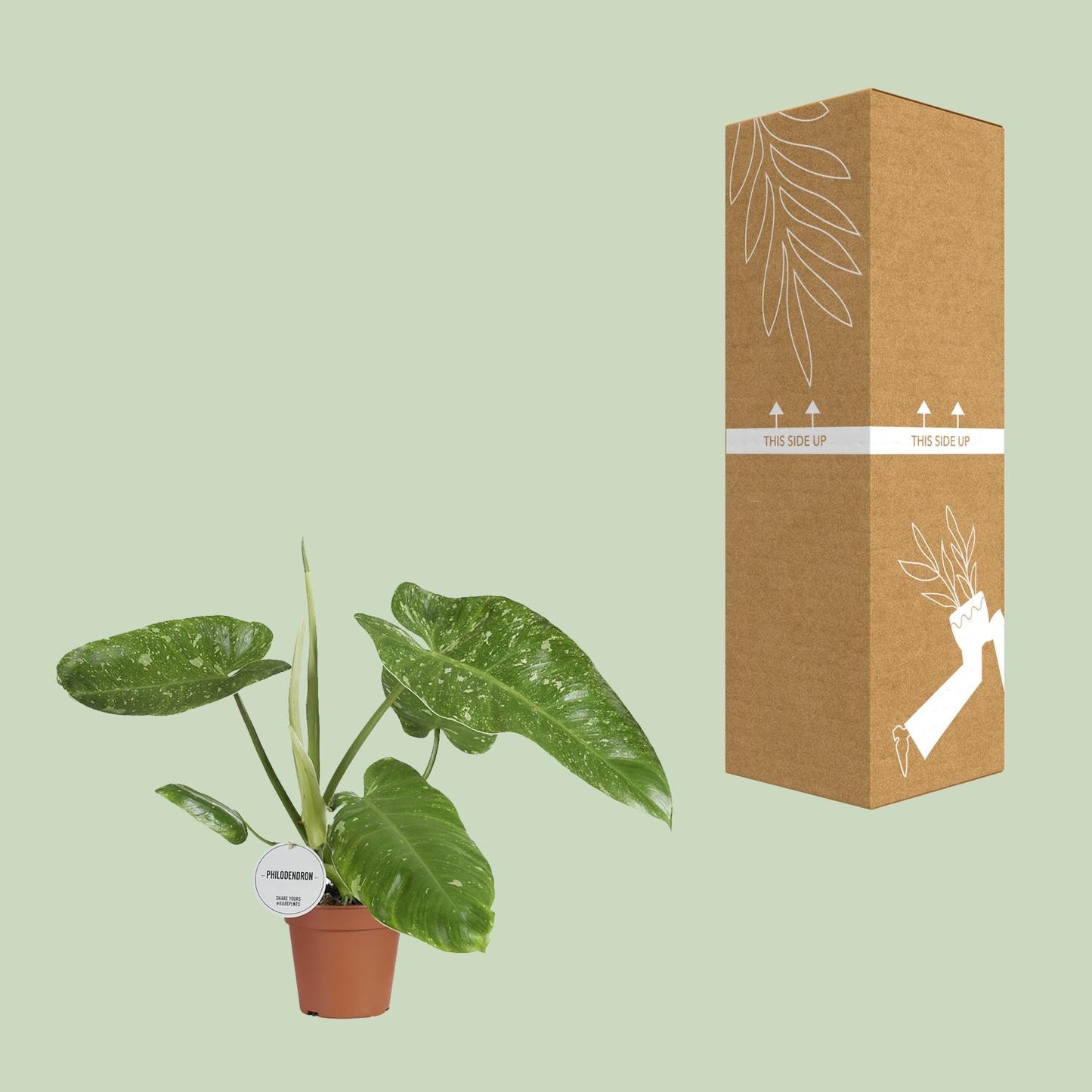 Philodendron Jose Buono 15cm – tropisches Raumgrün | Pflanzfix24