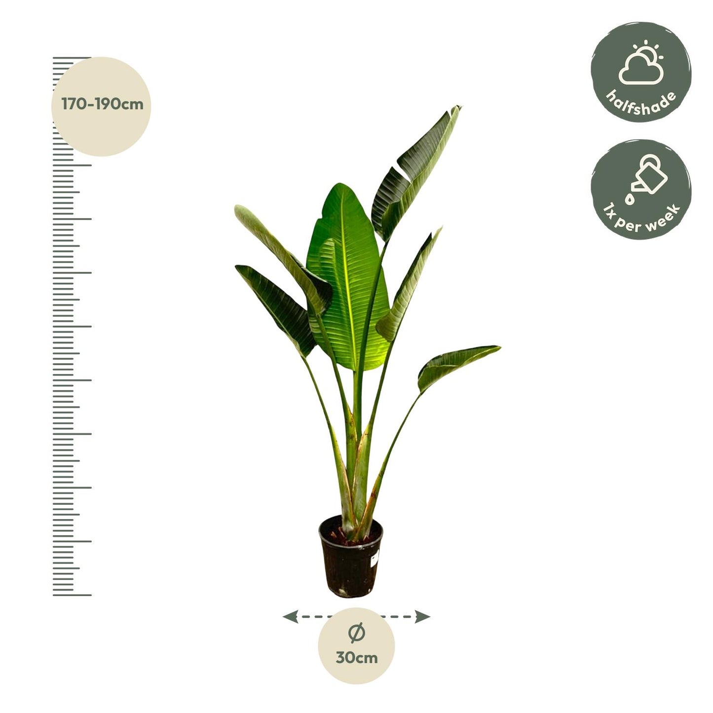 Strelitzia Augusta 180 cm Ø30 – Weiße Paradiesvogel Pflanze | Pflanzfix24