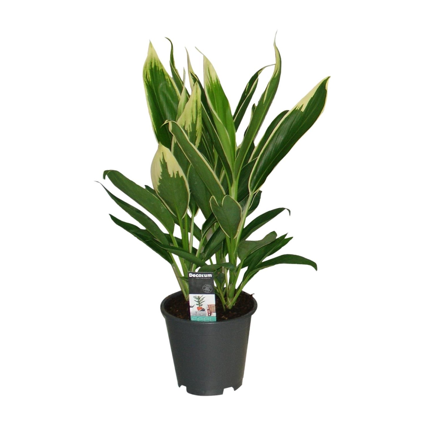Cordyline New Conga - Ø19cm - ↕60cm - Pflanzfix24