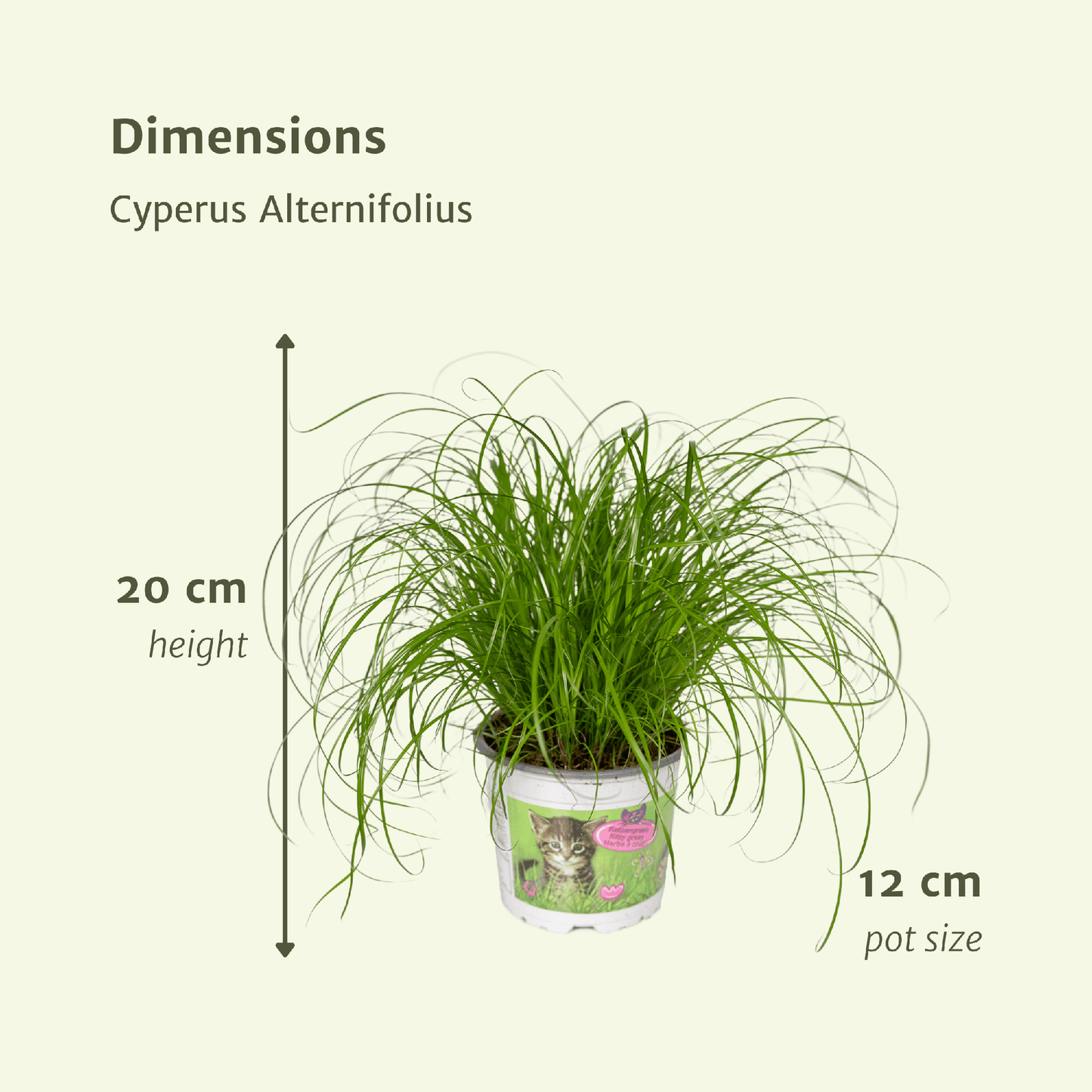 Cyperus Alternifolius (Katzengras) - 2 Stücke - Ø12cm - Pflanzfix24.de - Pflanzfix24.de