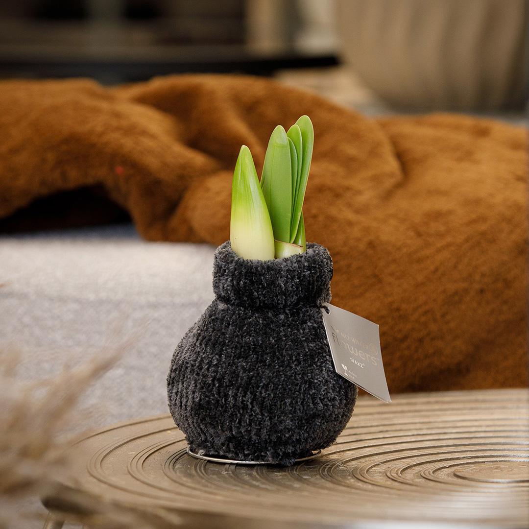 No Water Flowers® Fashionz Cozy Teddy Mix (3er Pack) + Rot Blume - Pflanzfix24