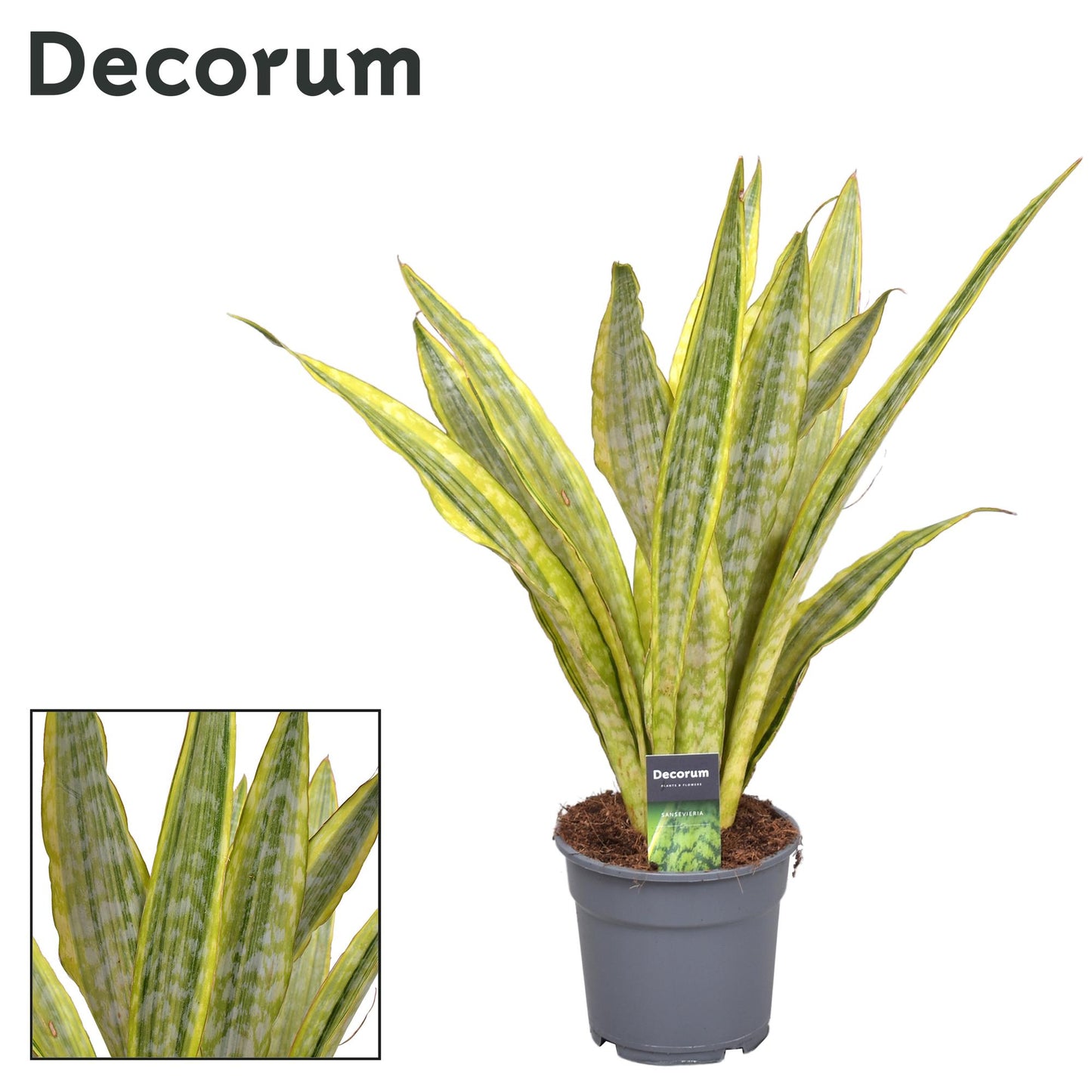 Sansevieria Aubrytniana Metallica (Decorum) - Ø17cm - ↕70cm - Pflanzfix24