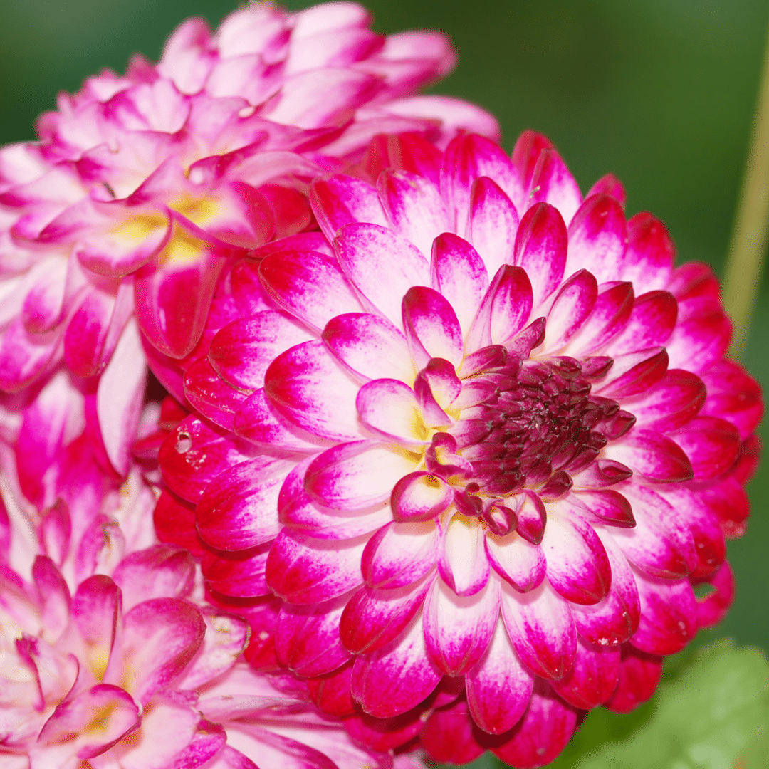 Dahlie 'Little Robert' - 12 Knollen für 2 m² - Flowerbulbs Amsterdam - Pflanzfix24.de - Pflanzfix24.de