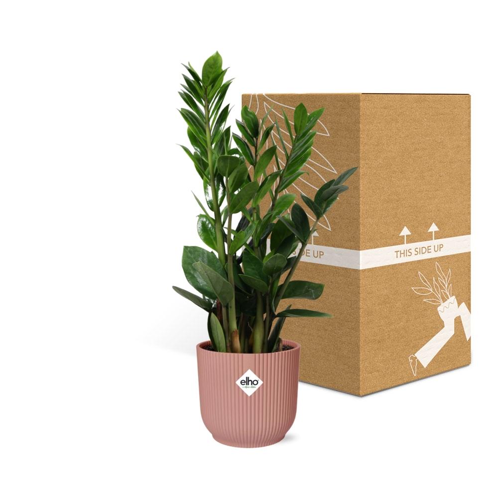 Zamioculcas ZZ-Pflanze 45–50 cm im rosa Elho-Topf – pflanzfix24