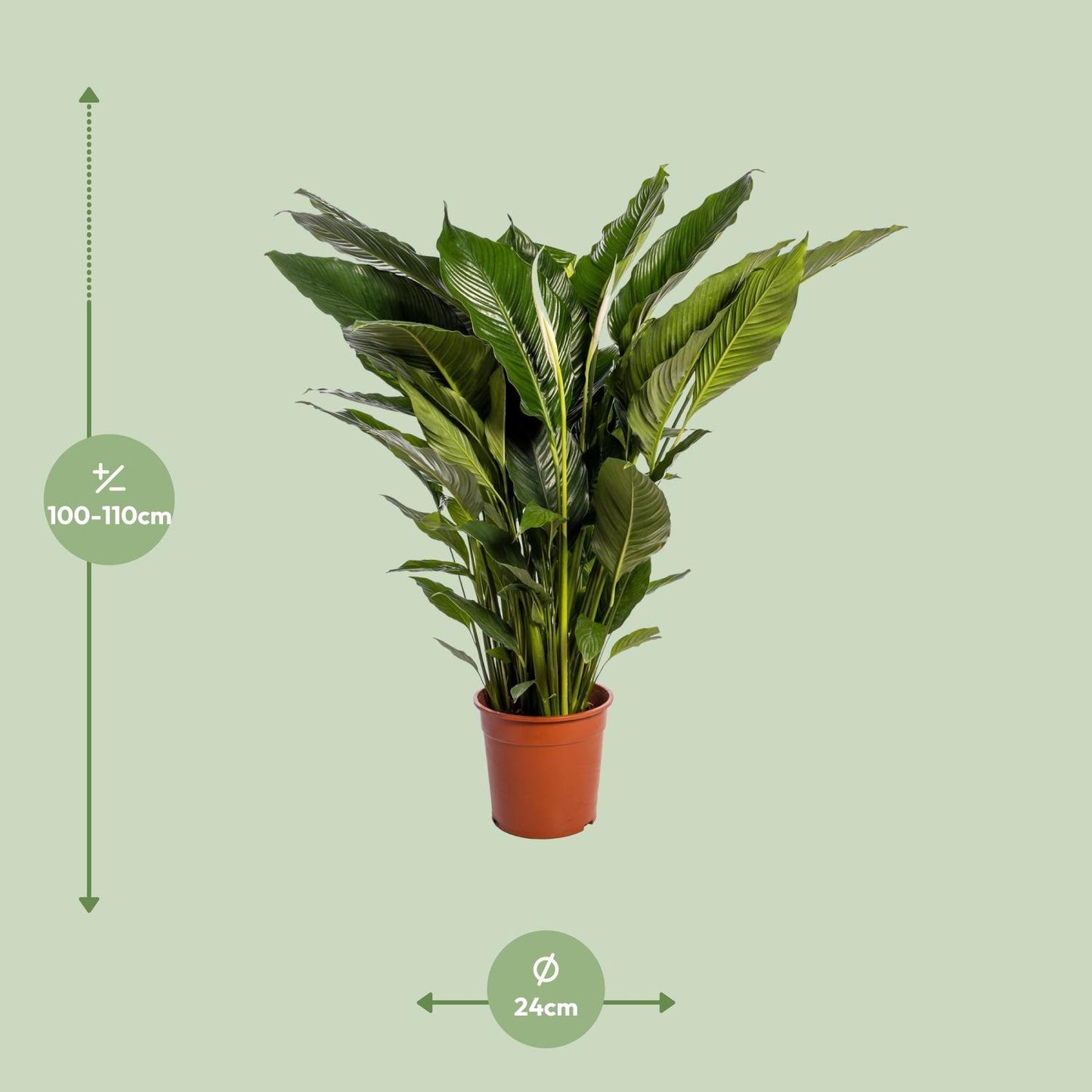 Spathiphyllum Sweet Sebastiano Ø24cm – elegante Friedenslilie | pflanzfix24.de - Pflanzfix24.de