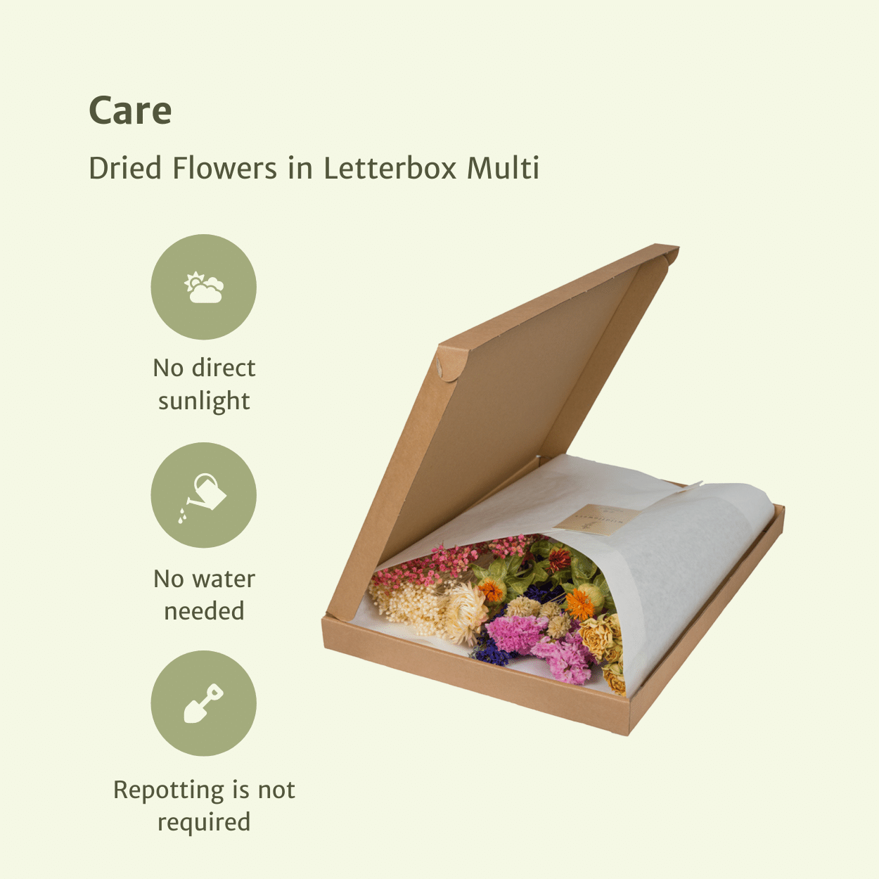 Trockenblumen Multi im Briefkasten – Pflanzfix24.de - Pflanzfix24.de