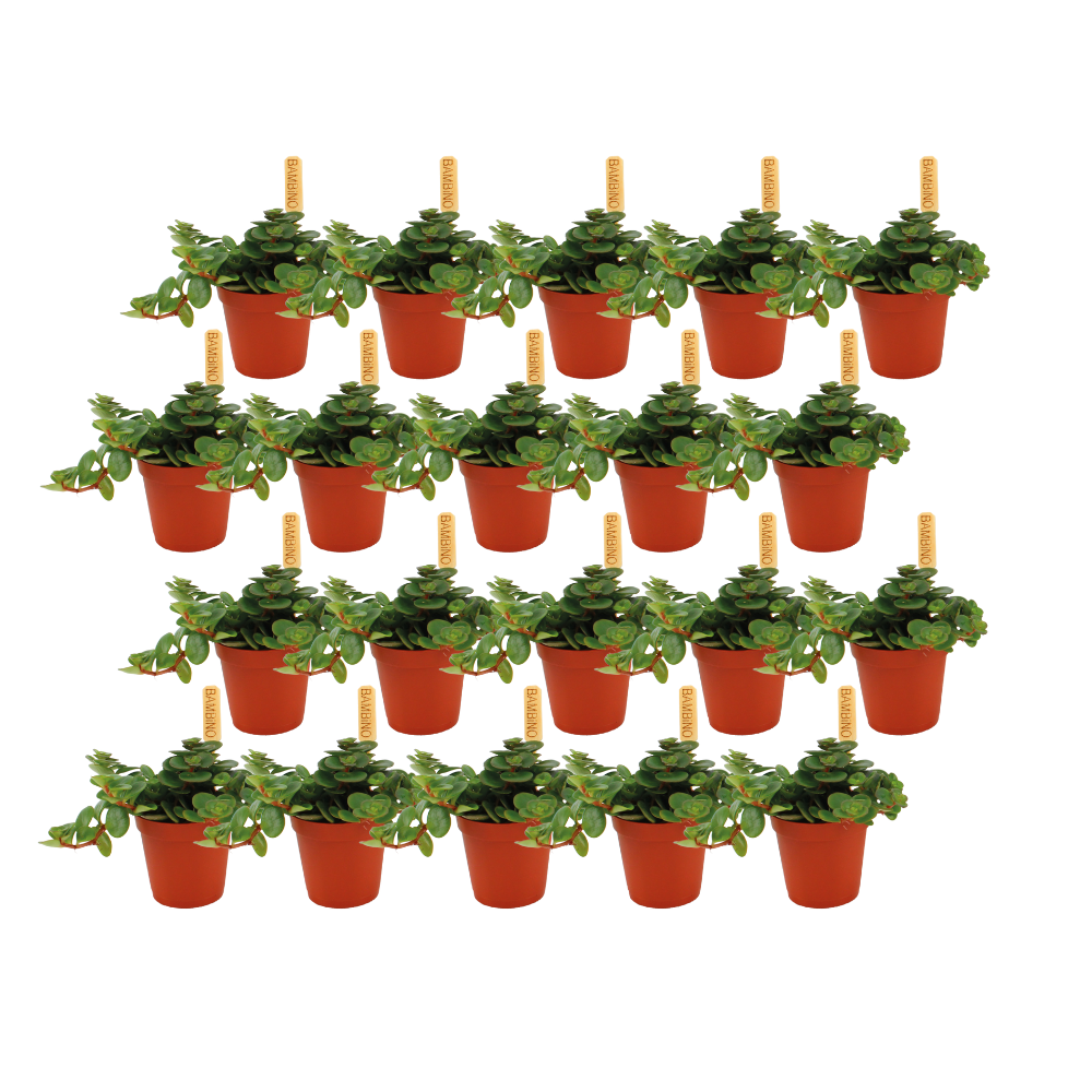 Sedum Tornado - 20er Set - Ø5,5cm - ↕10cm - Pflanzfix24