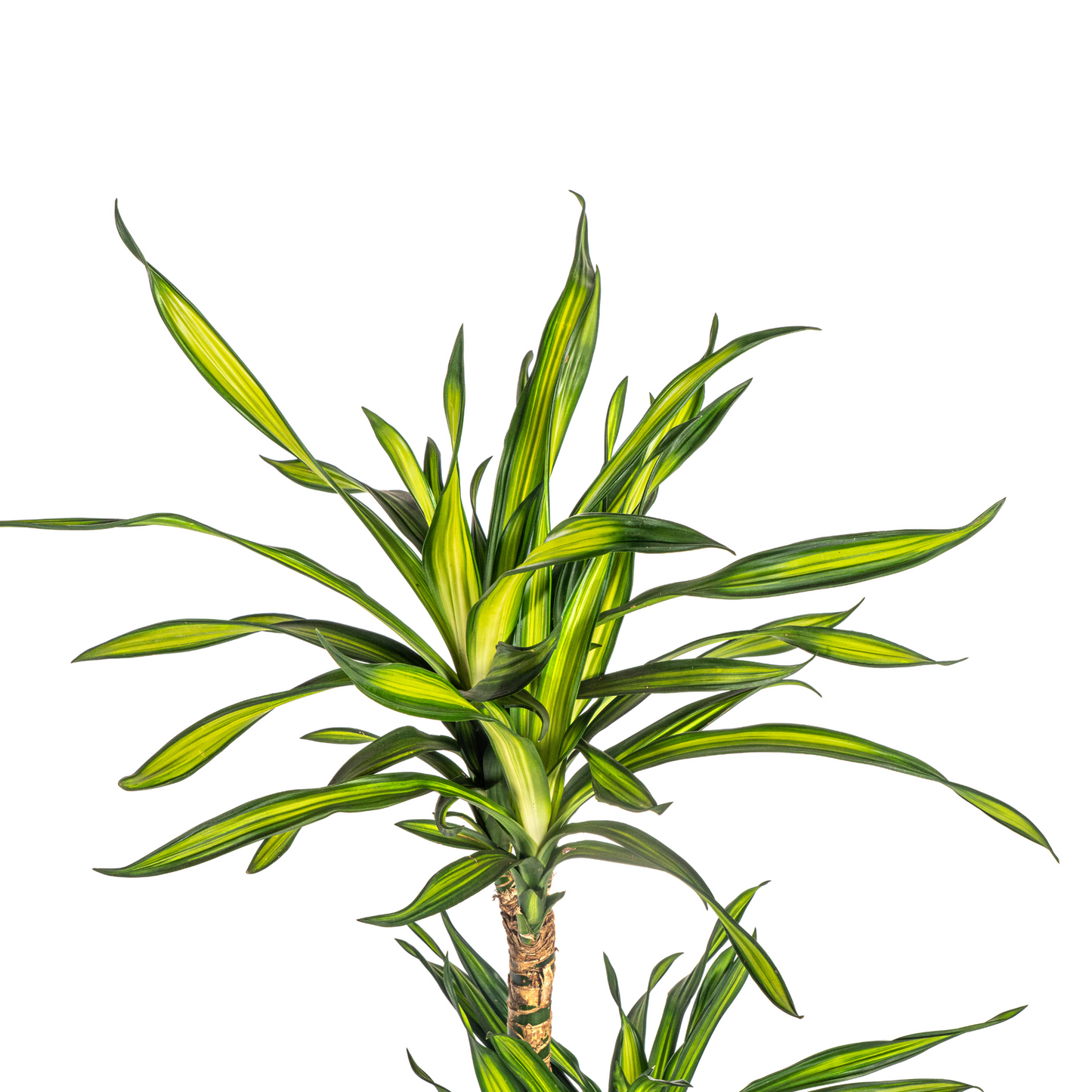Dracaena Deremensis Rikki Ø21cm - ↕90 - 110cm - Pflanzfix24