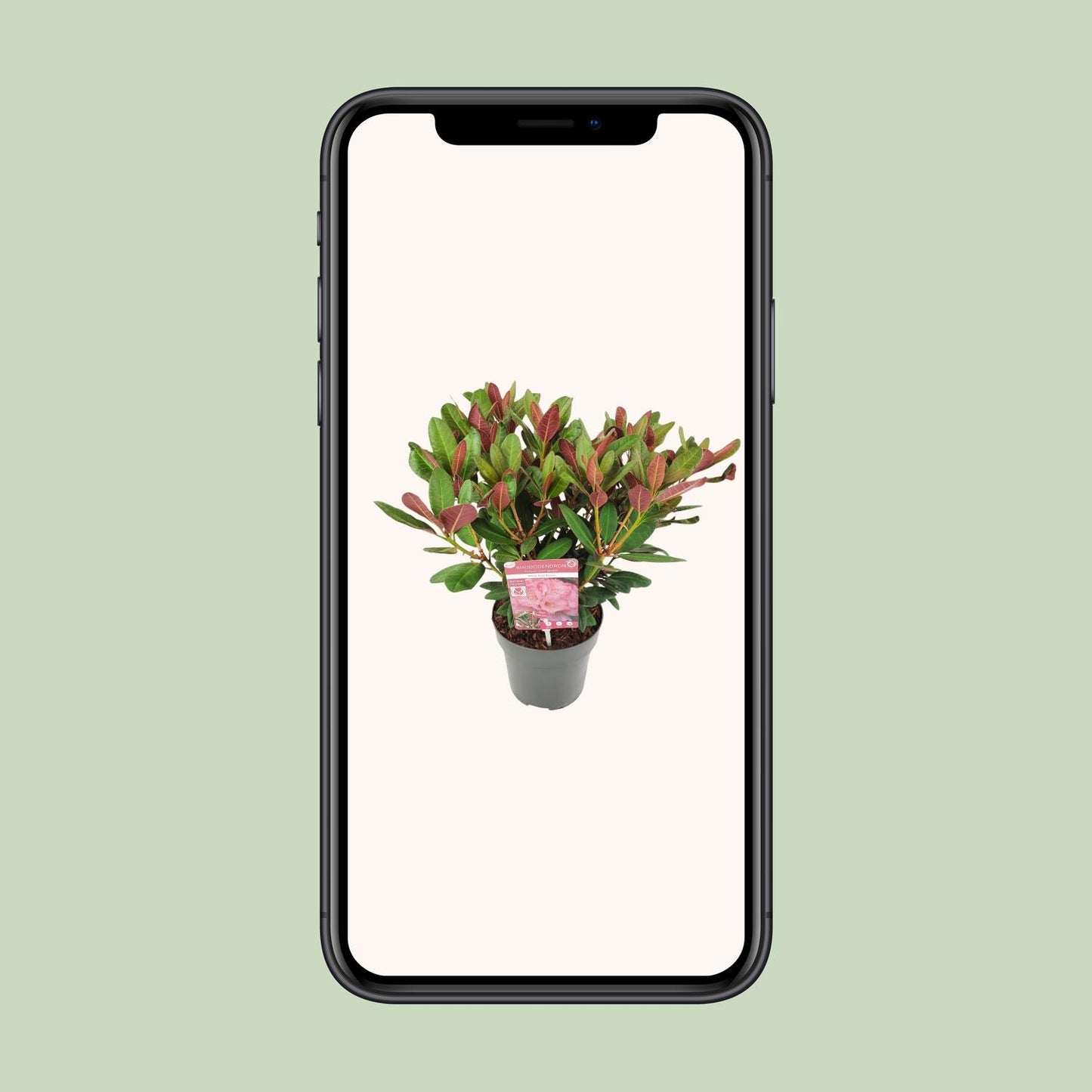 Rhododendron 'Wine & Roses' - Ø19 ↕45 von Pflanzfix24