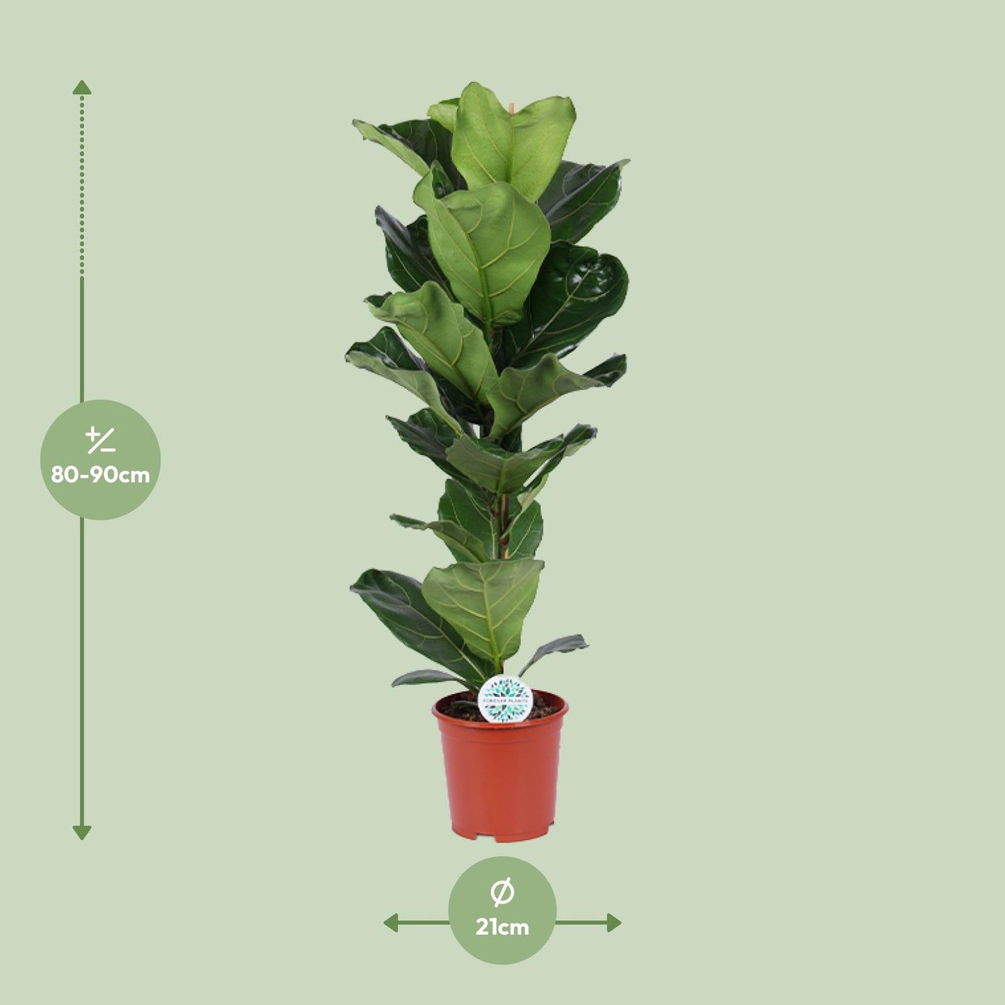 Ficus Lyrata - Ø21cm - ↕90cm - Pflanzfix24