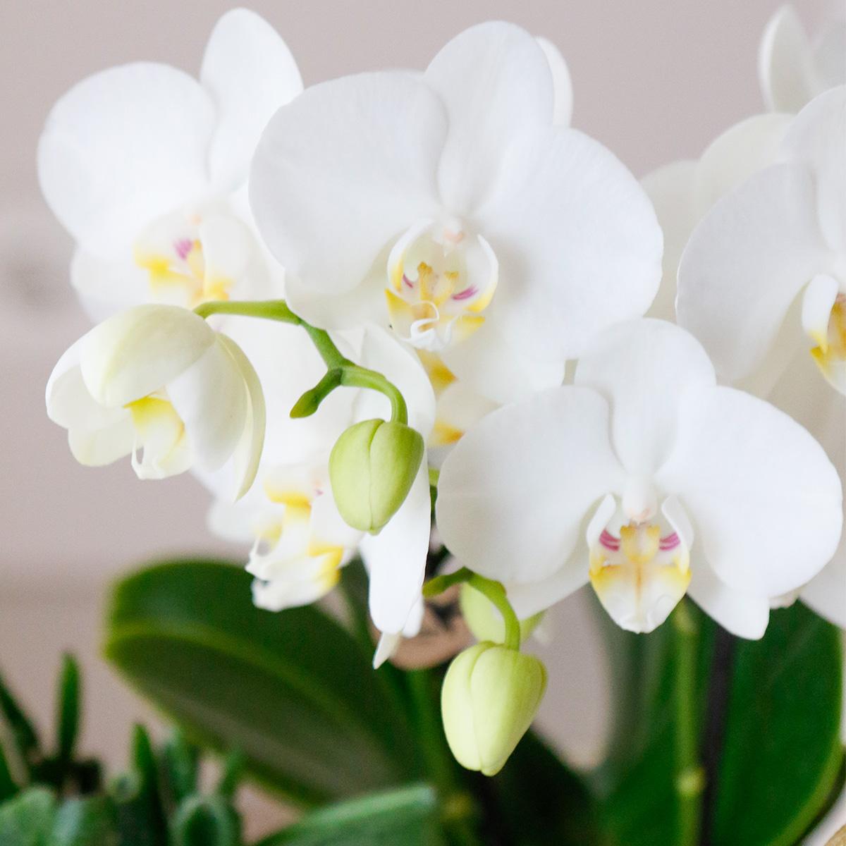 Pflanzset Luxury Living – Orchidee & Grünpflanzen | Pflanzfix24.de - Pflanzfix24.de